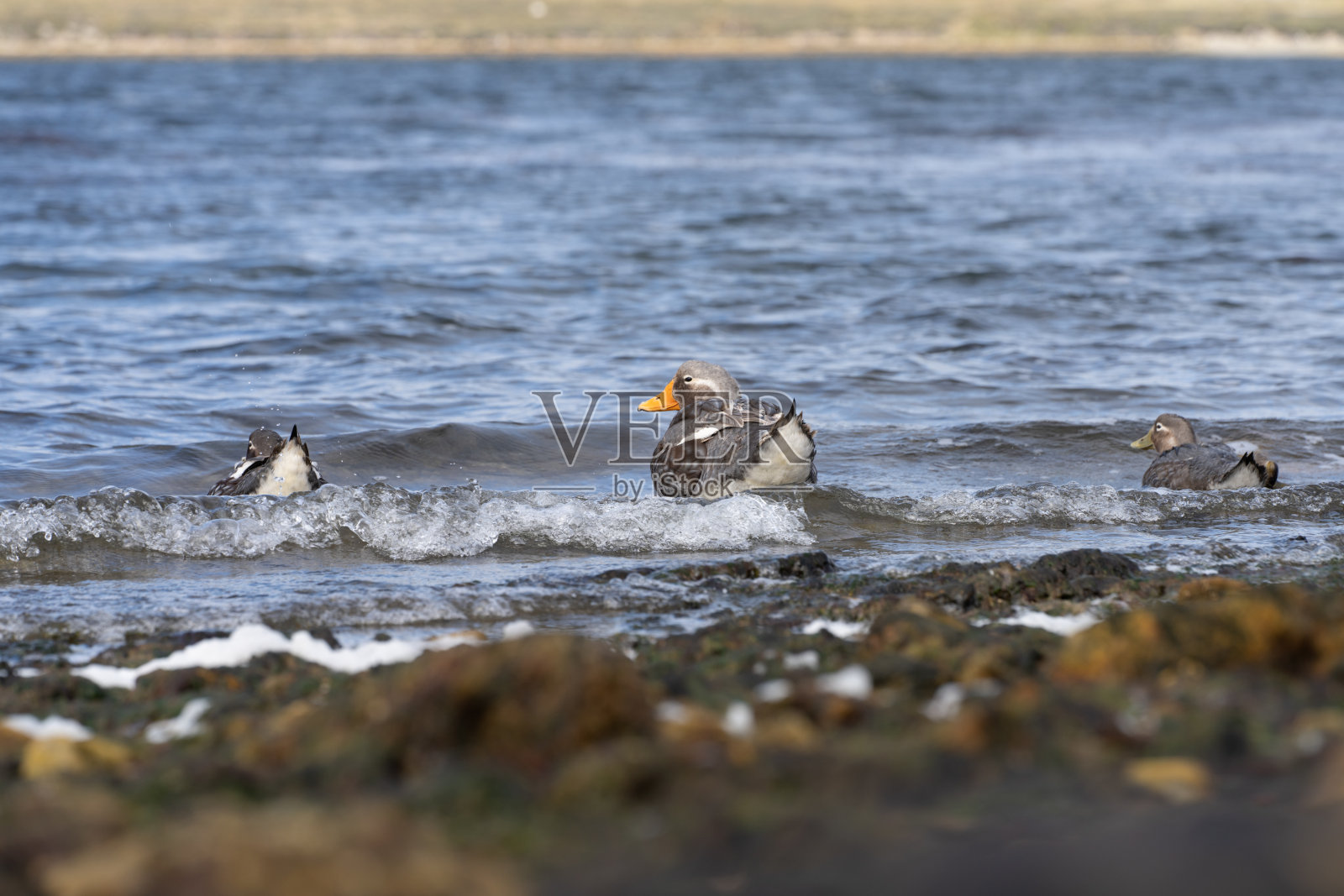 福克兰群岛上不会飞的福克兰蒸鸭照片摄影图片