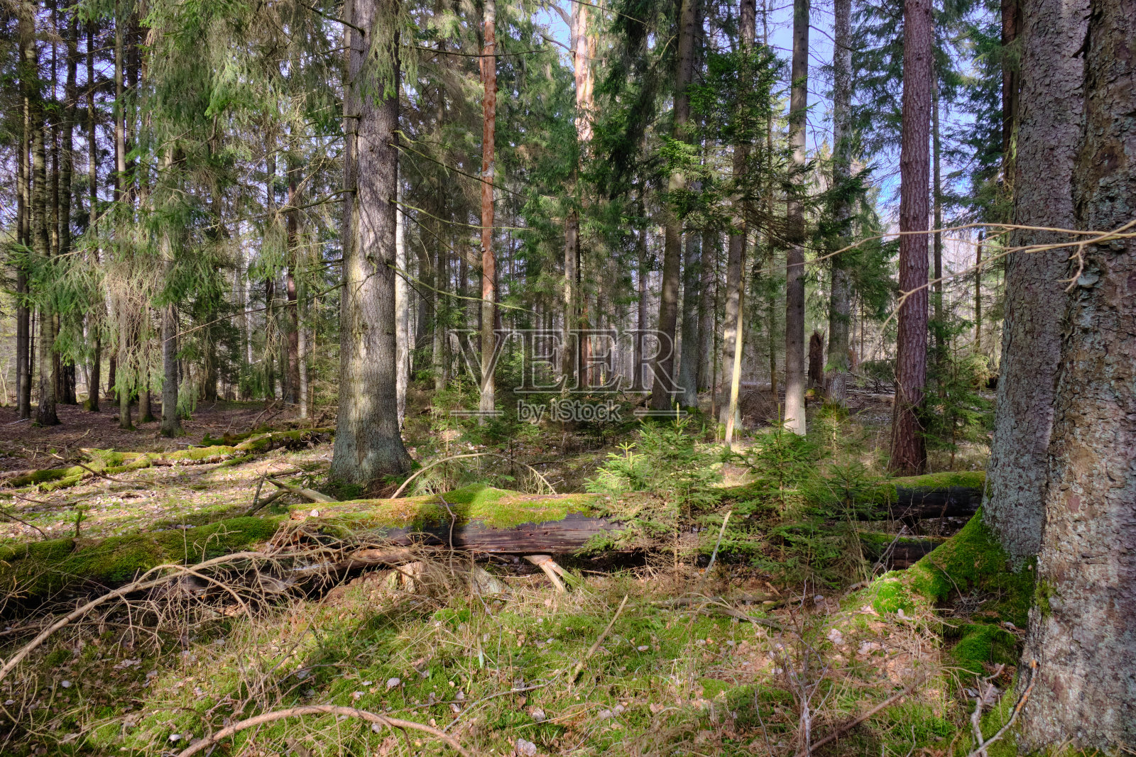 针叶林,前景有老云杉照片摄影图片