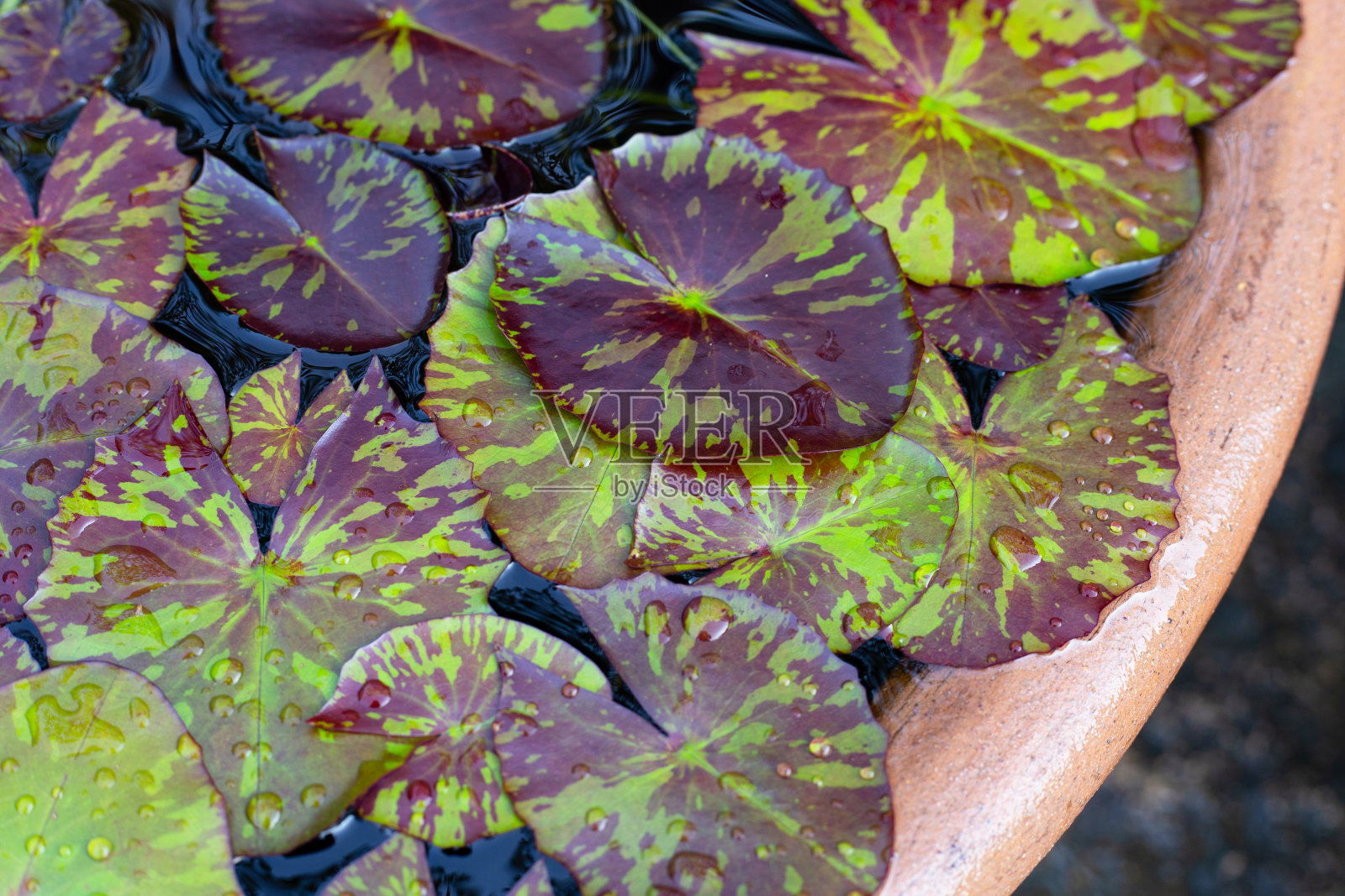 美丽的睡莲紫色的叶子照片摄影图片