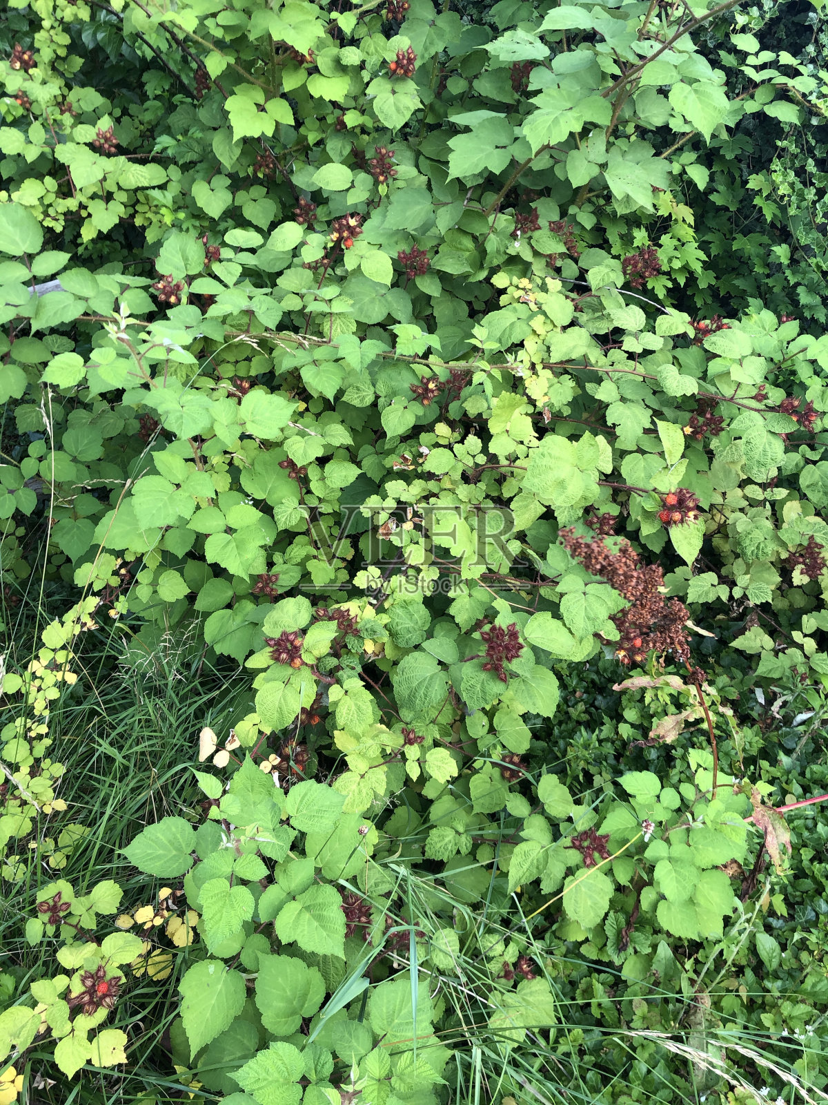 树莓布什照片摄影图片