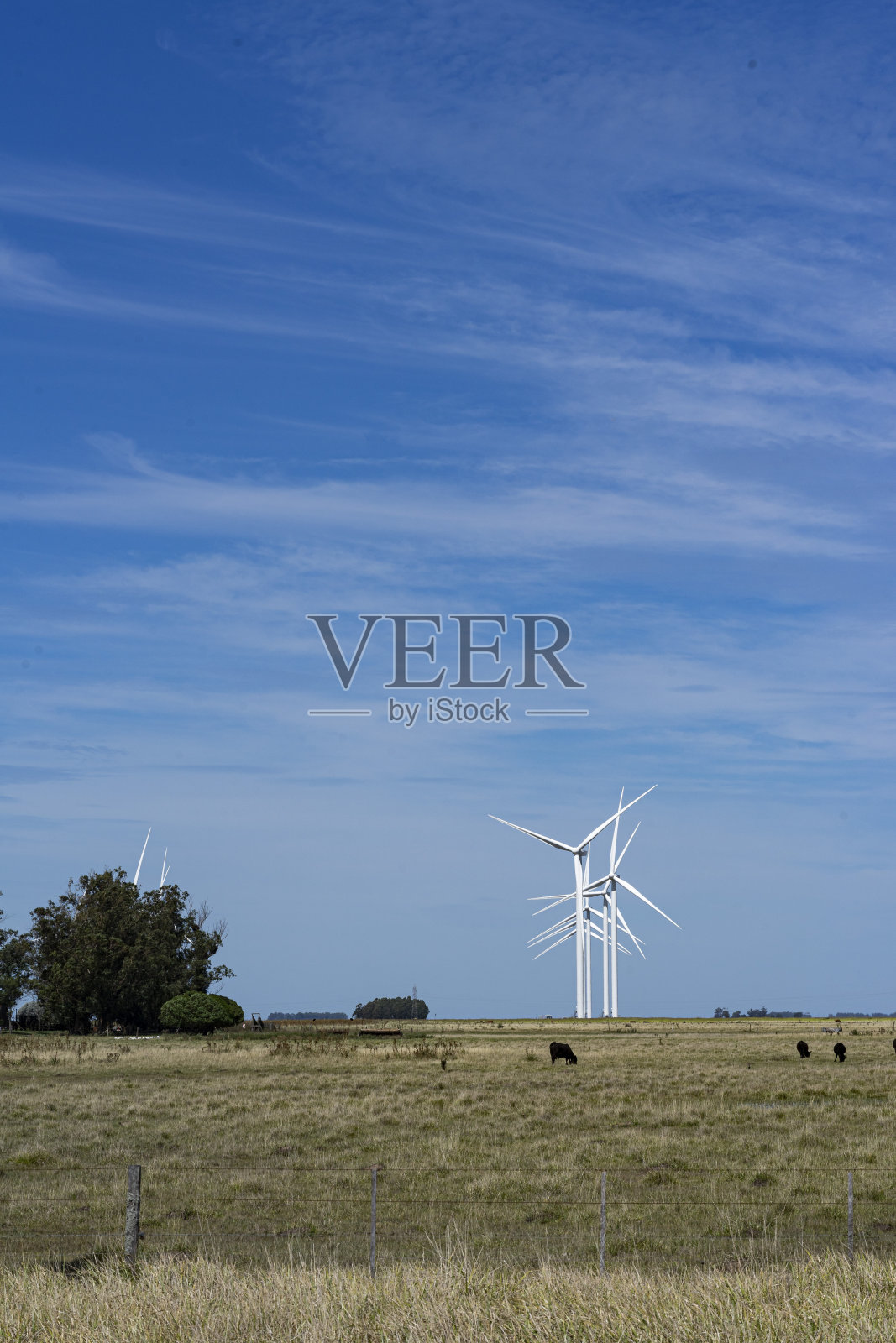 风力涡轮机在田间,奶牛在周围。照片摄影图片