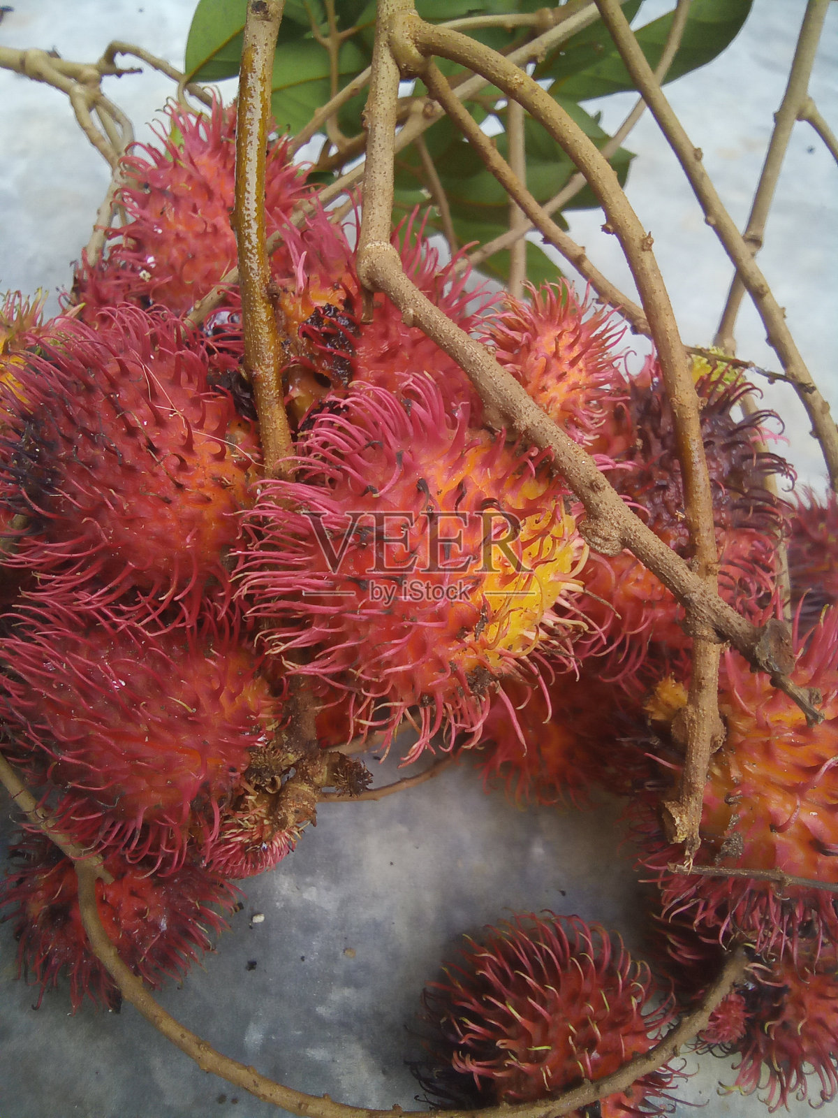 rambutans照片摄影图片