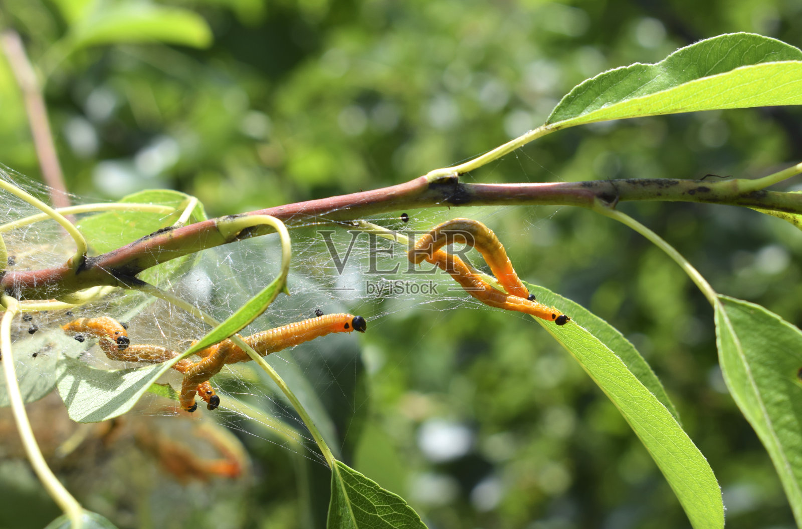 蛾子毛毛虫在花园里的树枝上结了网。照片摄影图片