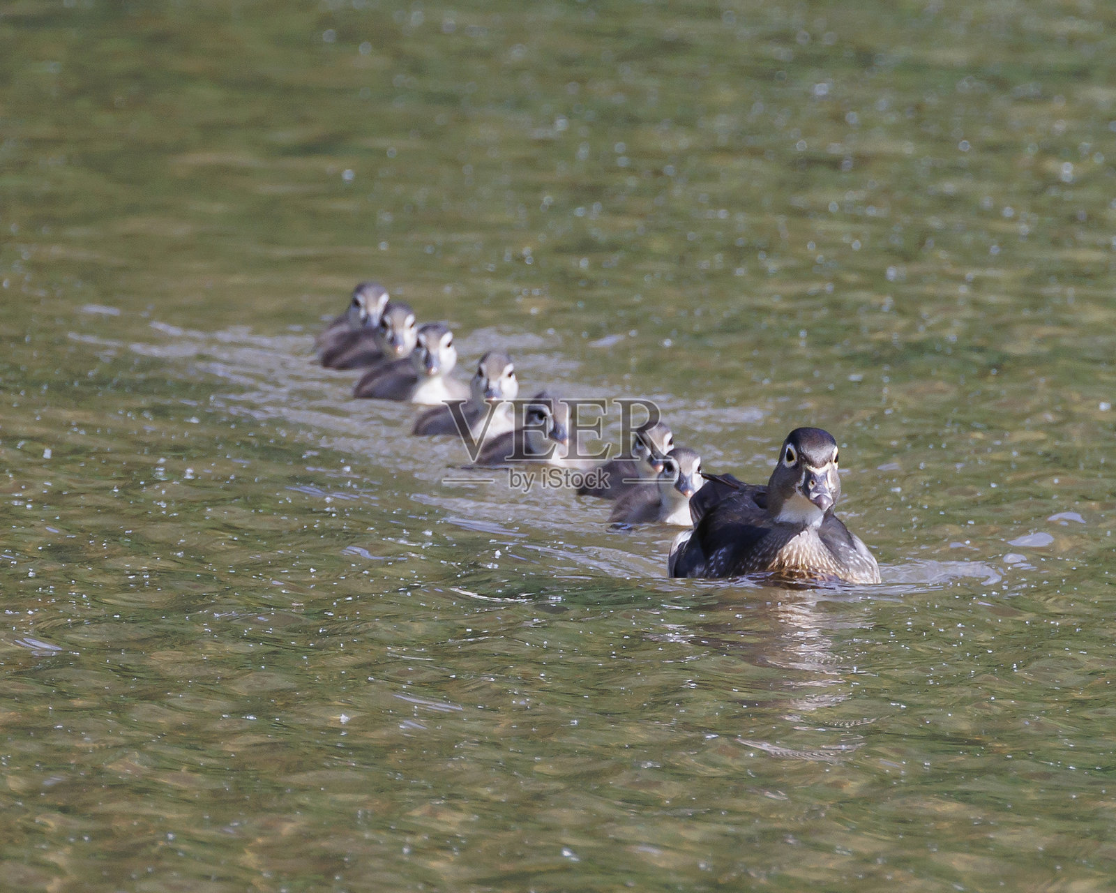 木鸭子照片摄影图片