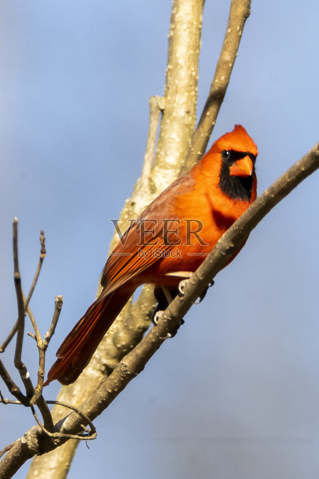 北部的红衣主教照片摄影图片
