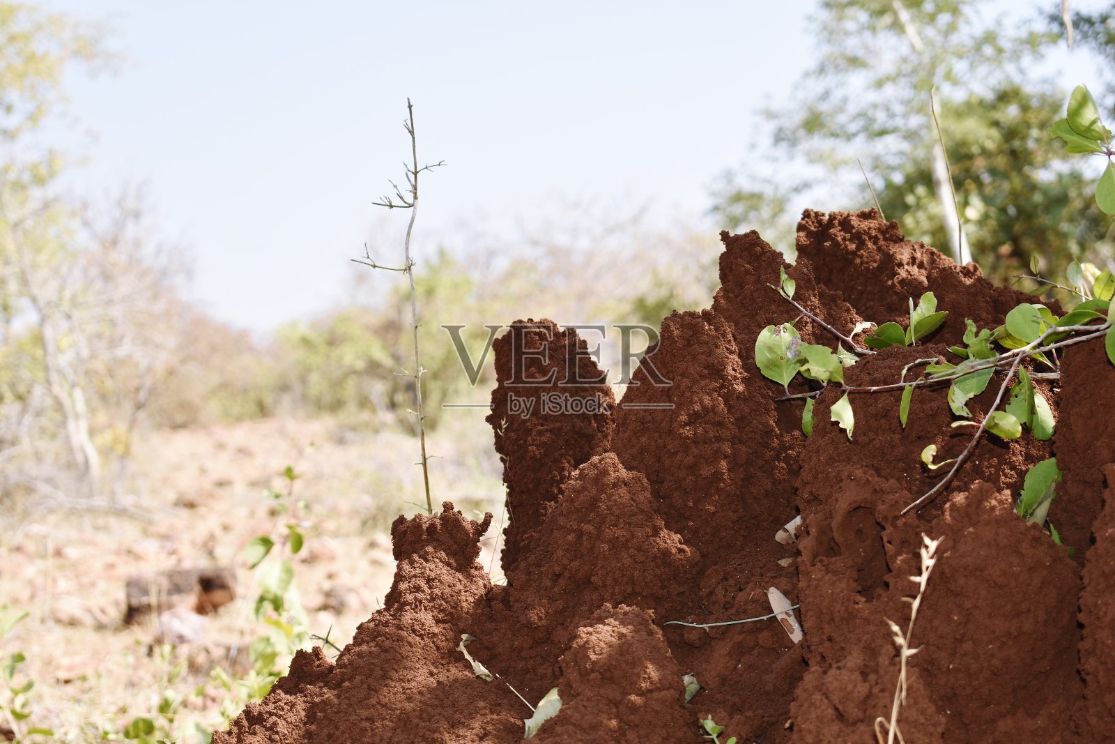 蚁丘照片摄影图片