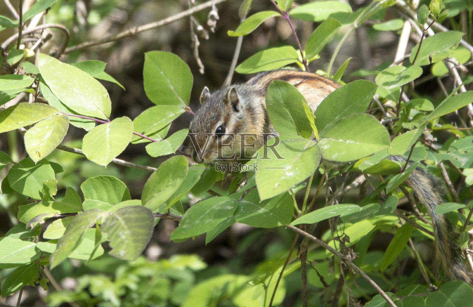 森林里的野松鼠照片摄影图片