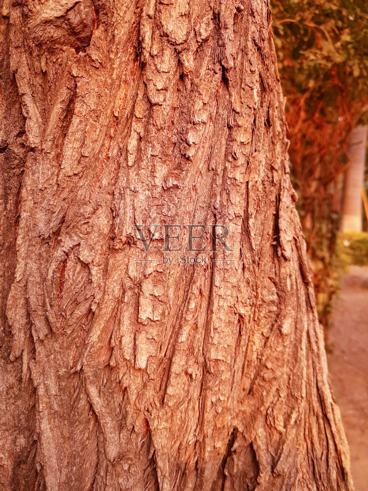 树干的特写镜头照片摄影图片