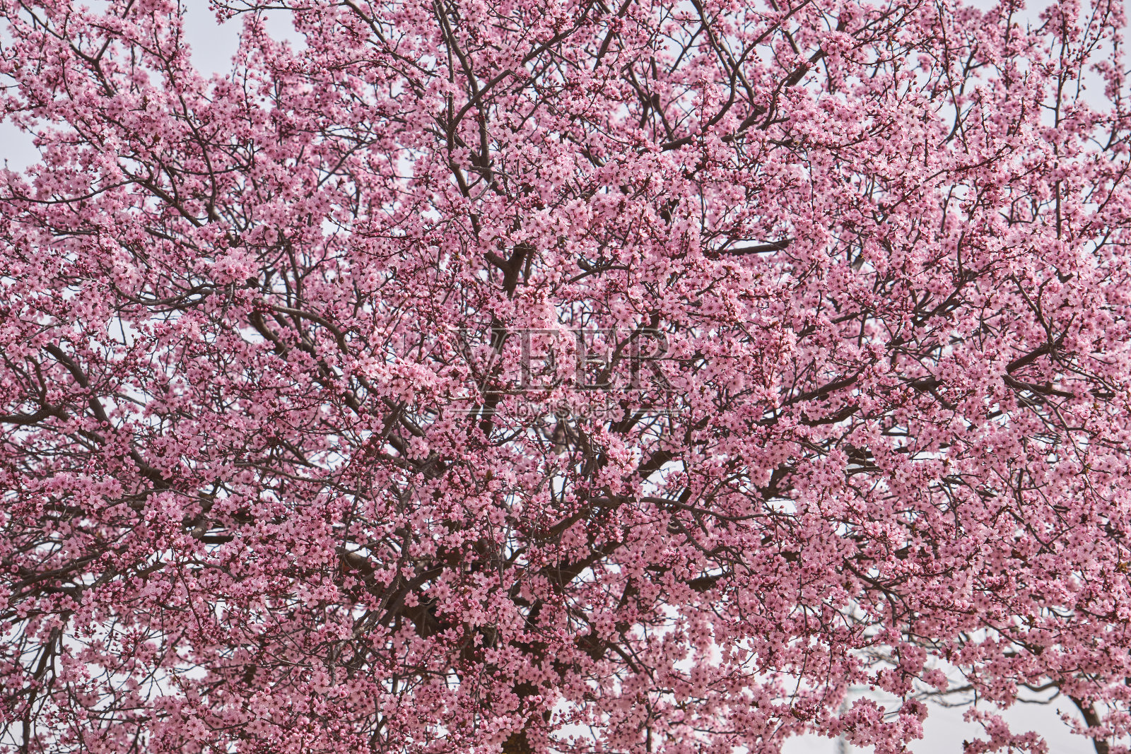 樱花朵朵,桃李粉红照片摄影图片