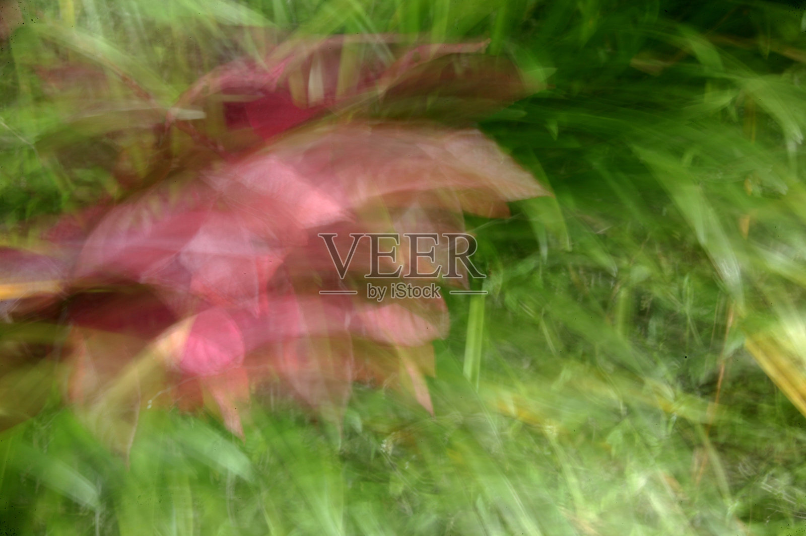 抽象模糊花背景照片摄影图片