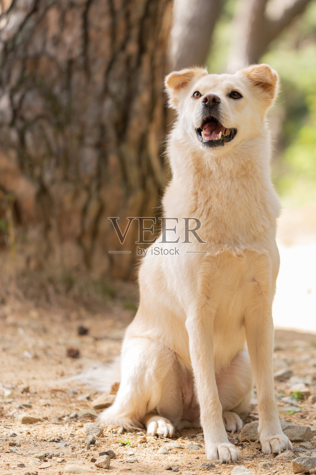 韩国珍岛和波美拉尼亚宠物狗在阳光明媚的一天在韩国庆州的大自然中散步照片摄影图片