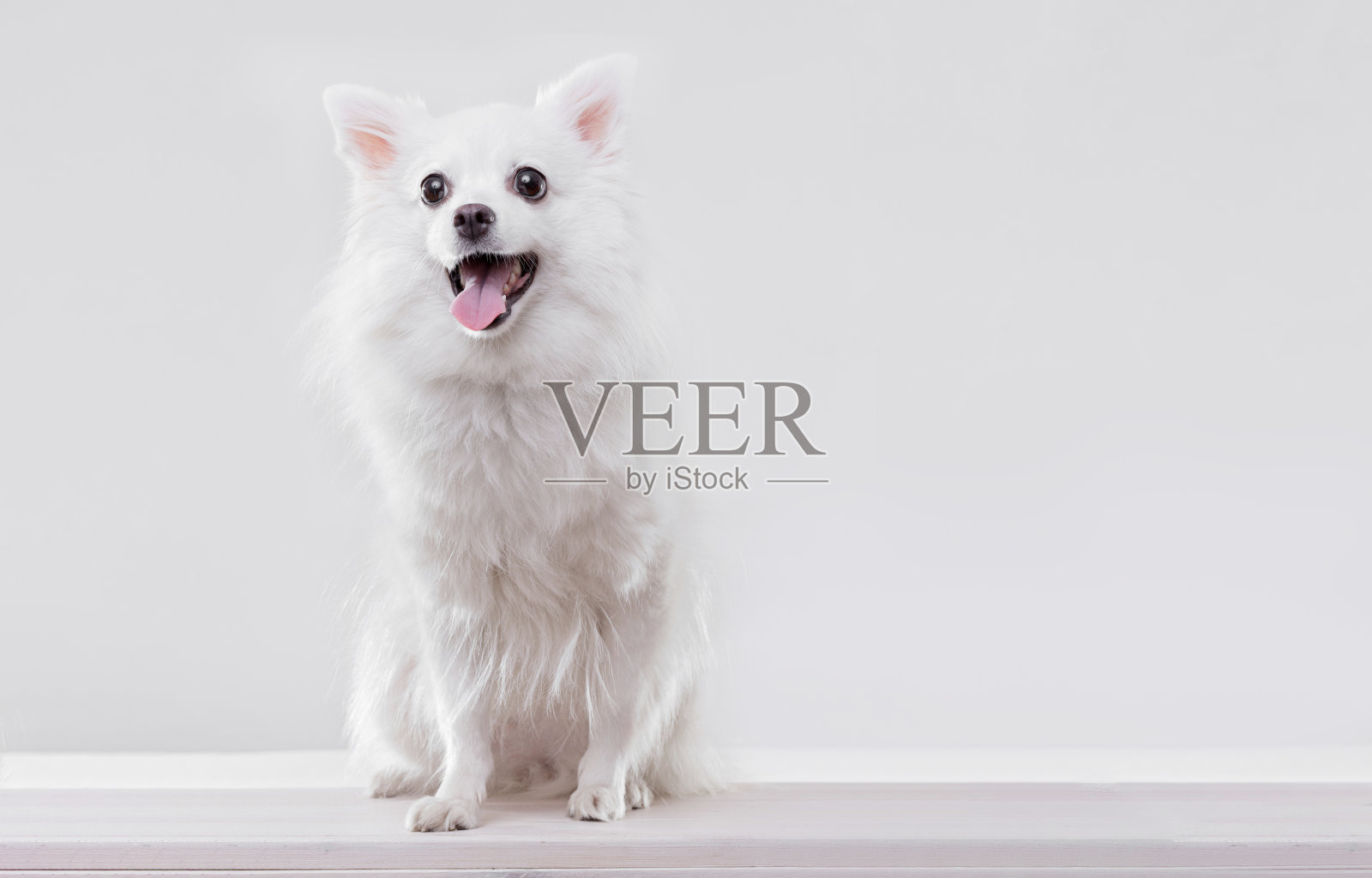 白色背景上一只迷人的白色波美拉尼亚狗的肖像。为文字留出空间。广角水平壁纸或网页横幅。照片摄影图片