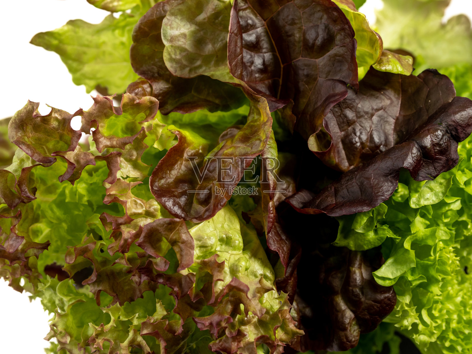 珊瑚沙拉或生菜。素食。照片摄影图片