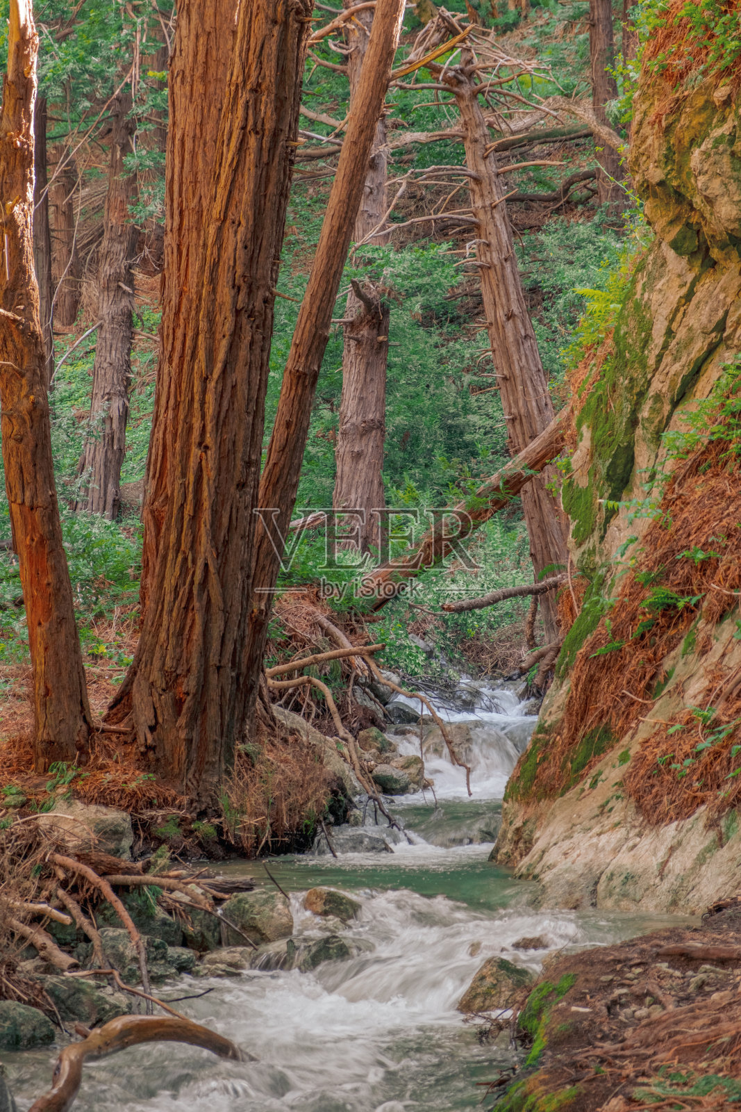加州大苏尔的森林照片摄影图片