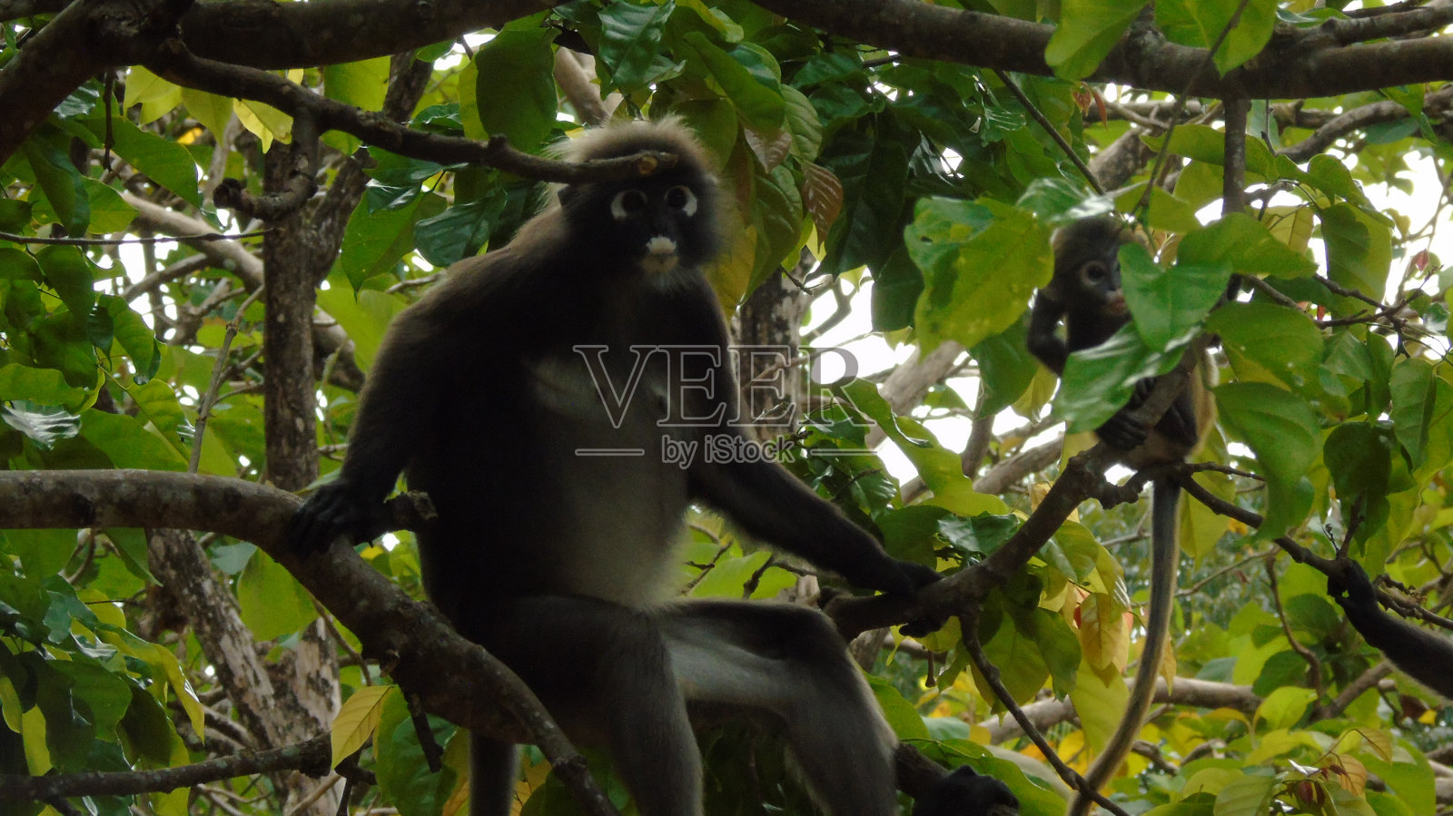 暗叶猴雄猴和幼猴在树上照片摄影图片
