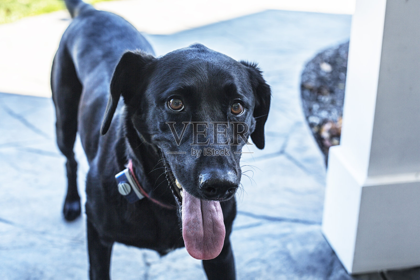 特写黑色拉布拉多寻回犬喘气照片摄影图片