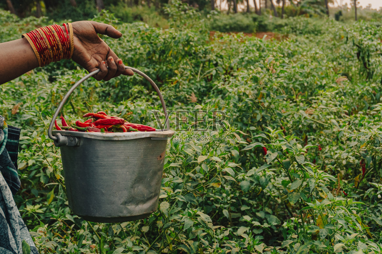 在印度安得拉邦的维沙卡帕特南,从辣椒植物上采摘新鲜的红辣椒。照片摄影图片