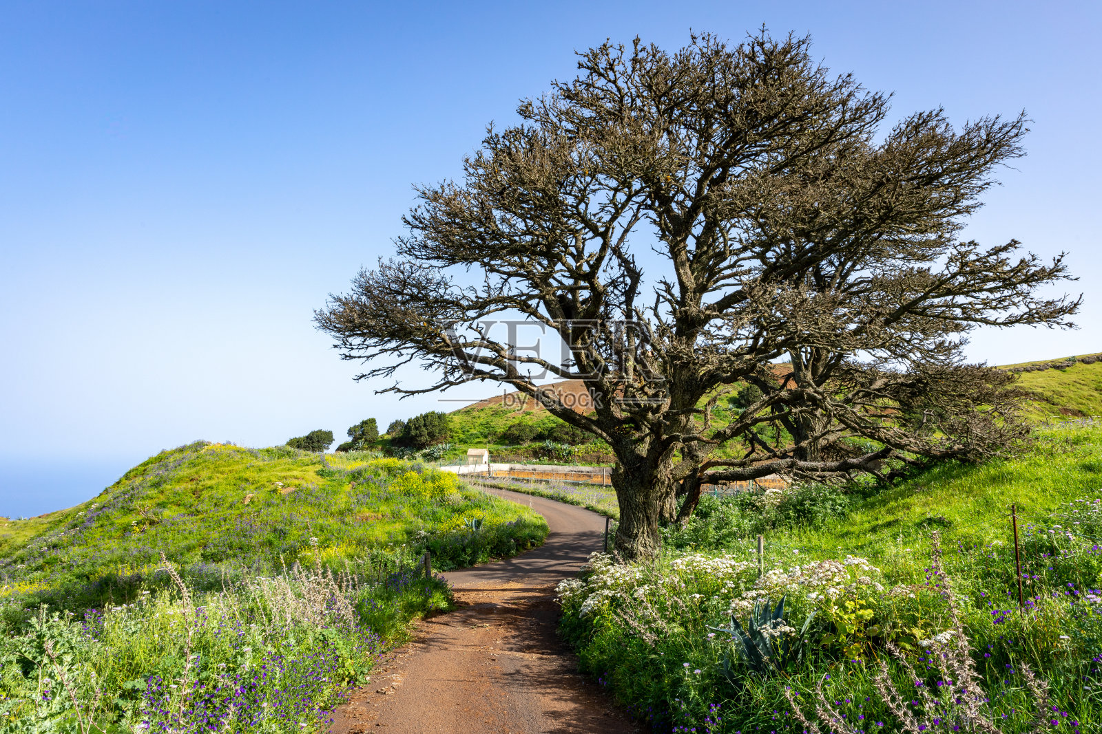耶罗岛。耶罗岛Valverde别墅附近的绿色火山。西班牙加那利岛。照片摄影图片