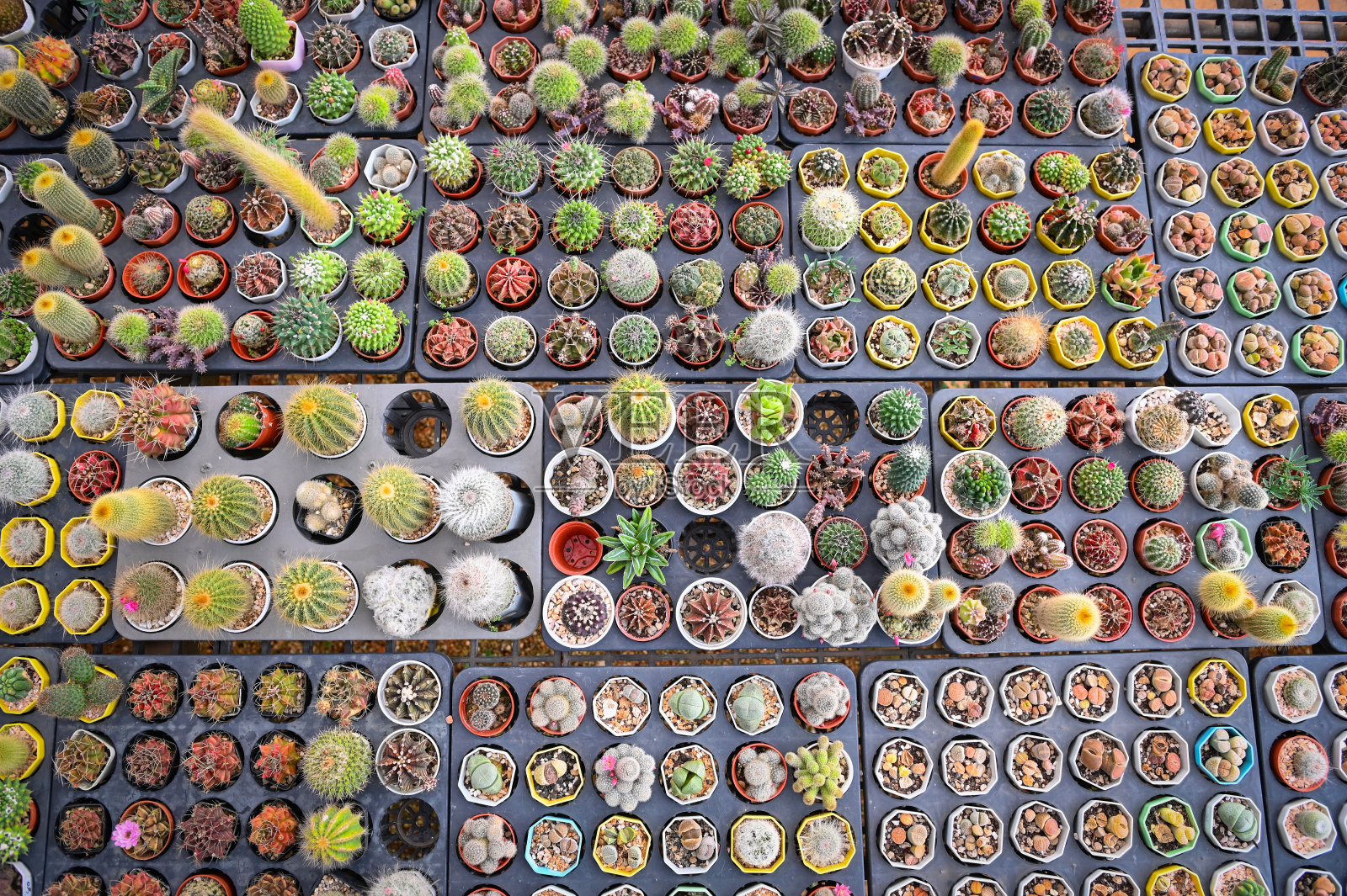 仙人掌花园,仙人掌花盆装饰花园,美丽的仙人掌农场和多肉植物花园在温室照片摄影图片