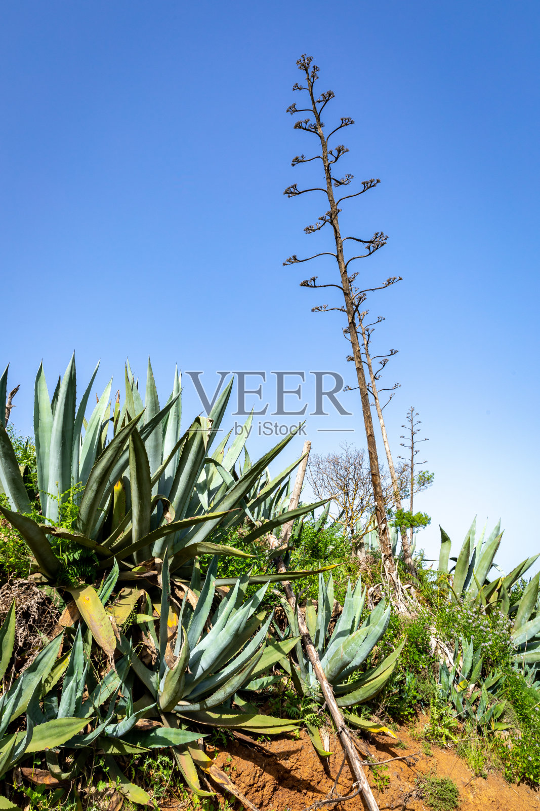 耶罗岛。红土上生长的龙舌兰。耶罗岛Valverde别墅附近的绿色火山。西班牙加那利岛。照片摄影图片
