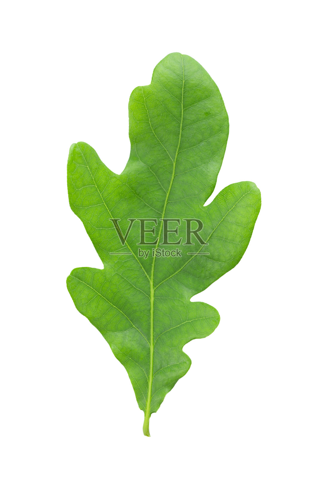 白色背景上孤立的绿色橡树叶。照片摄影图片