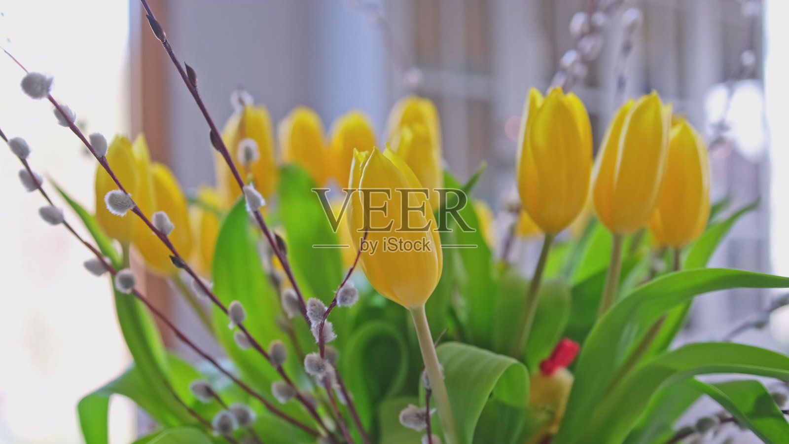 美丽的黄色郁金香花束与装饰猫咪柳絮细枝照片摄影图片