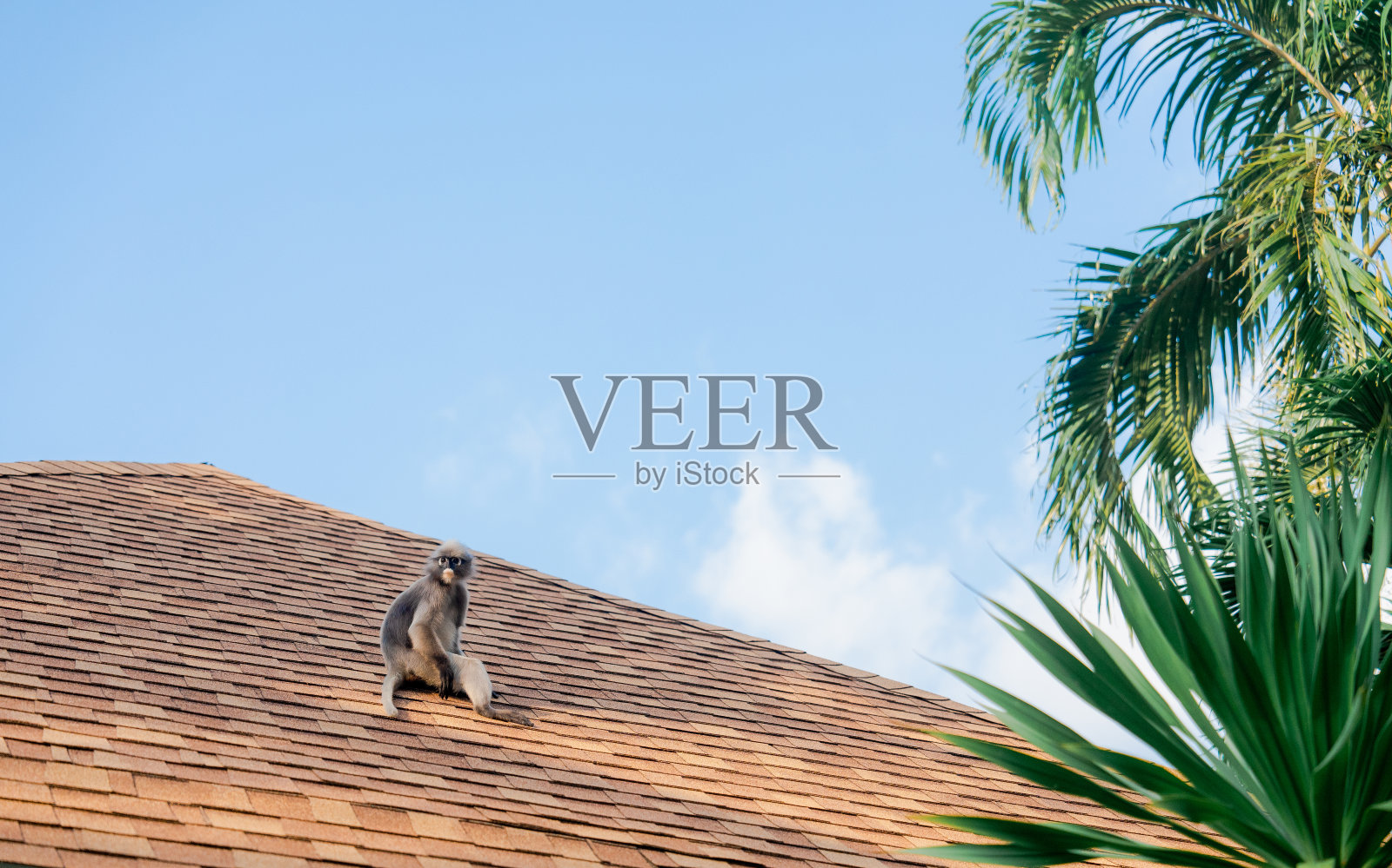 灰色的叶猴坐在屋顶上照片摄影图片