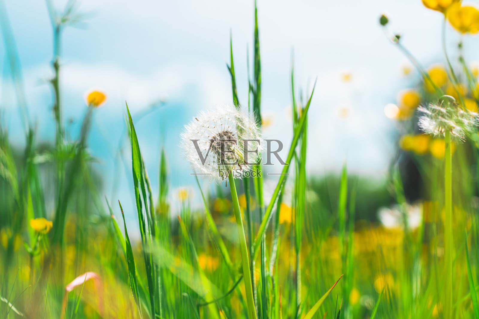 蒲公英种子的特写镜头照片摄影图片