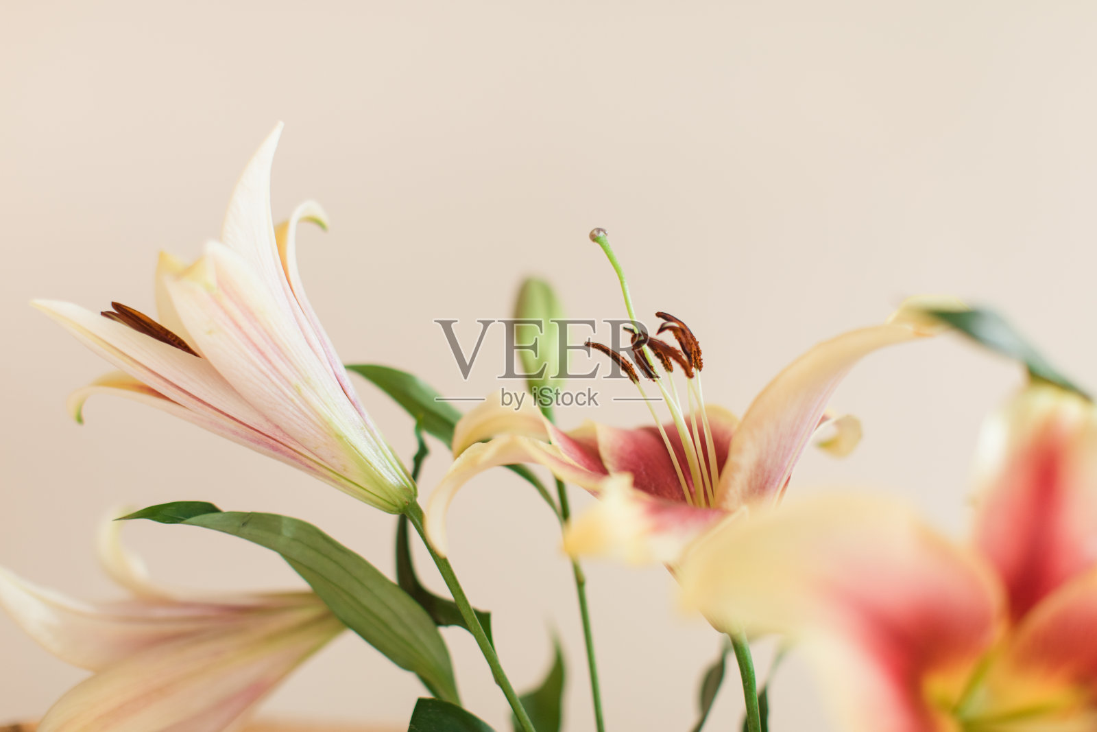 奶油黄色和明亮的热粉色复活节百合花在一个波西米亚复古藤制孔雀椅上的玻璃花瓶里,室内有奶油色的背景,在明亮的自然光下从窗户复制空间照片摄影图片