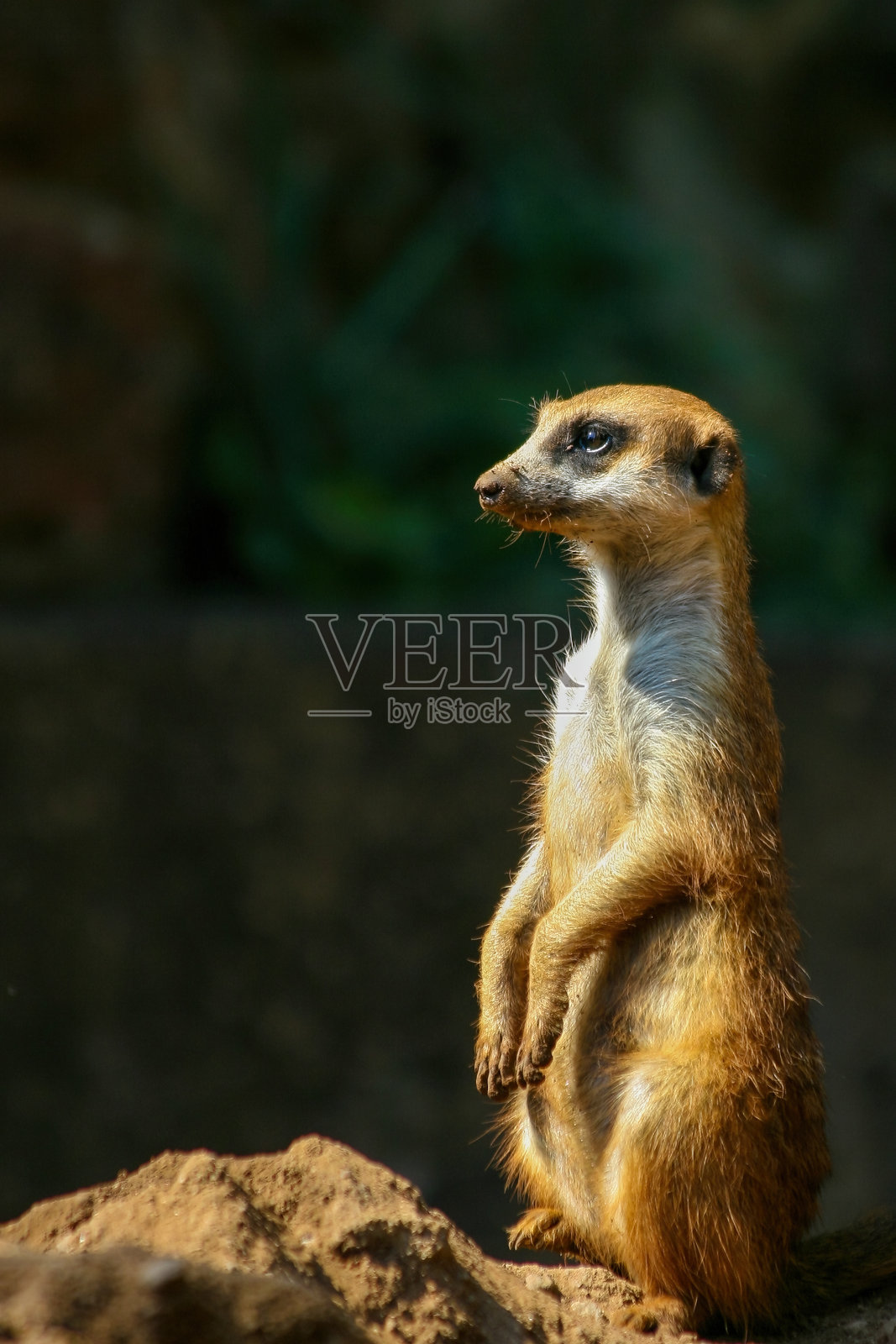 猫鼬是一种殖民地食肉哺乳动物,长24至30厘米,原产于非洲。照片摄影图片