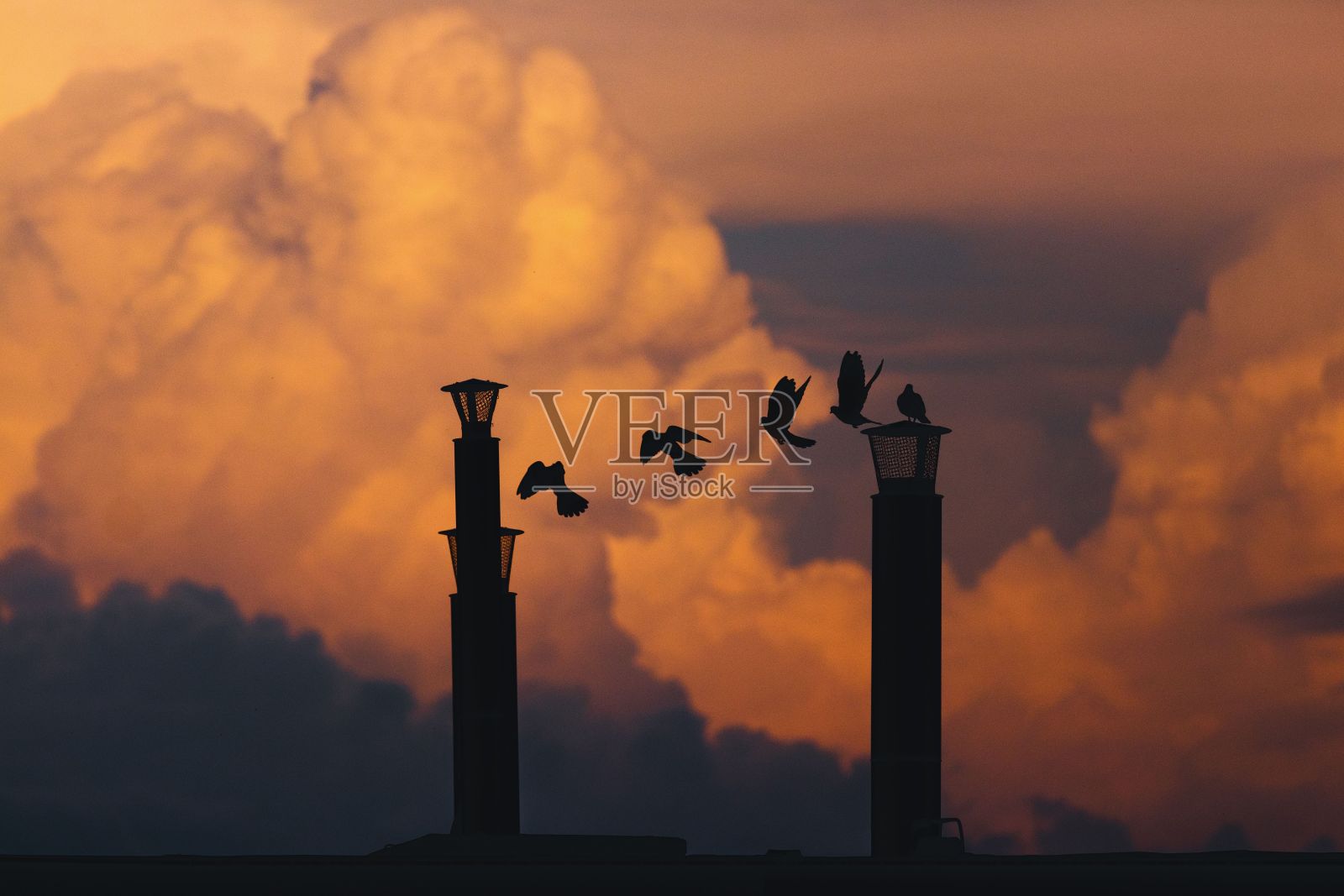 鸟群在两根灯柱照亮的背景下翱翔照片摄影图片
