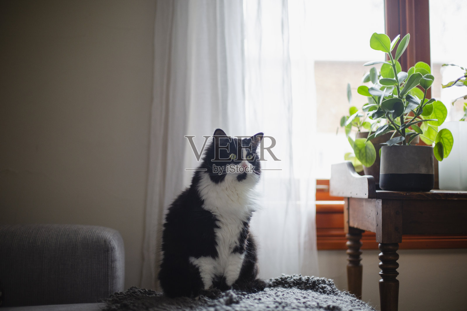 黑猫在沙发上照片摄影图片