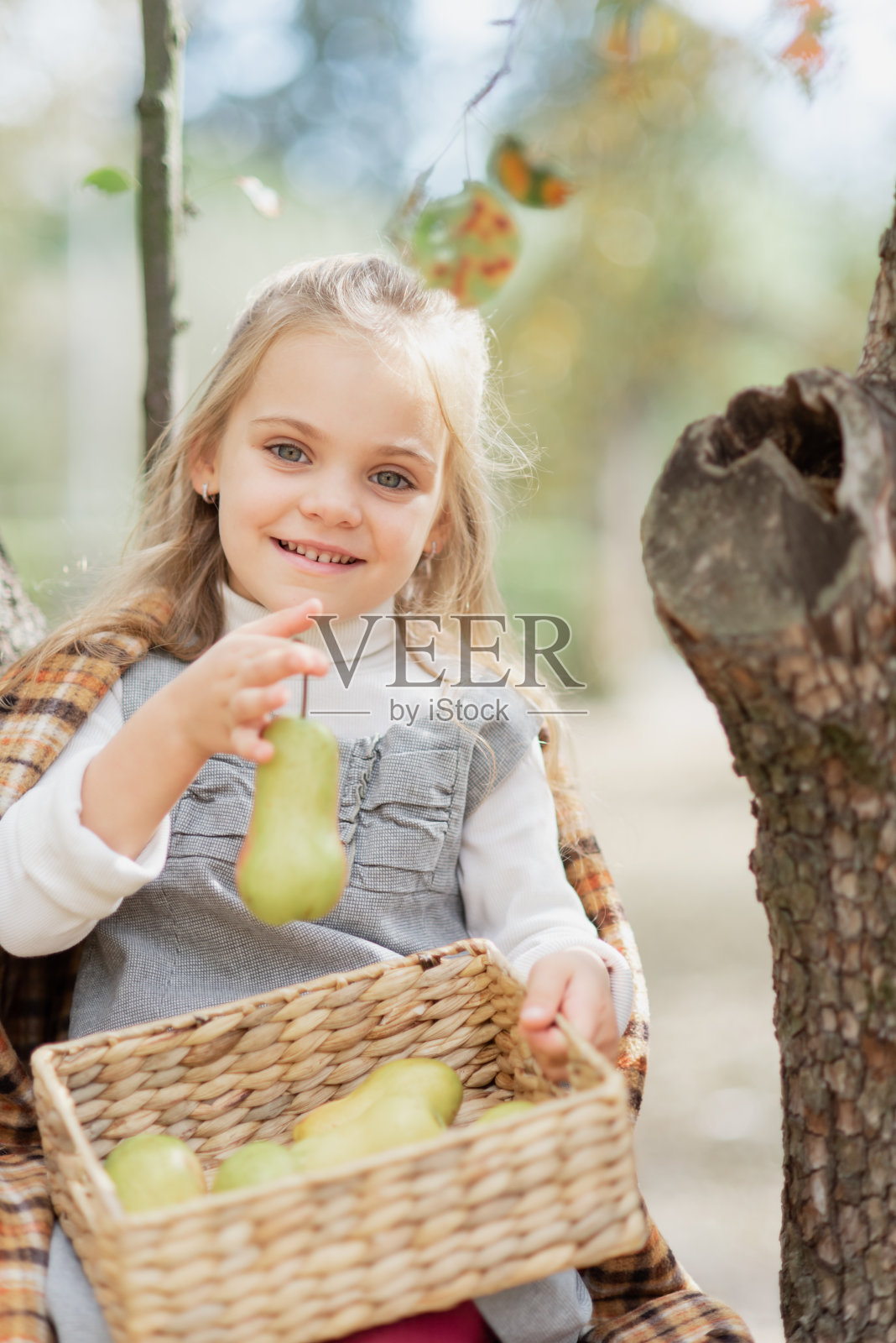 秋天,孩子在农场摘梨。小女孩在梨树果园里玩耍。照片摄影图片