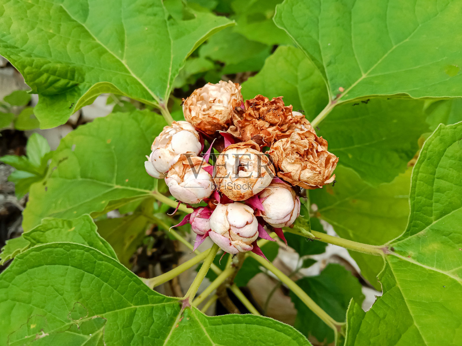 中国龙葵(Bunga Melati Susun)是龙葵属的一种开花植物。照片摄影图片