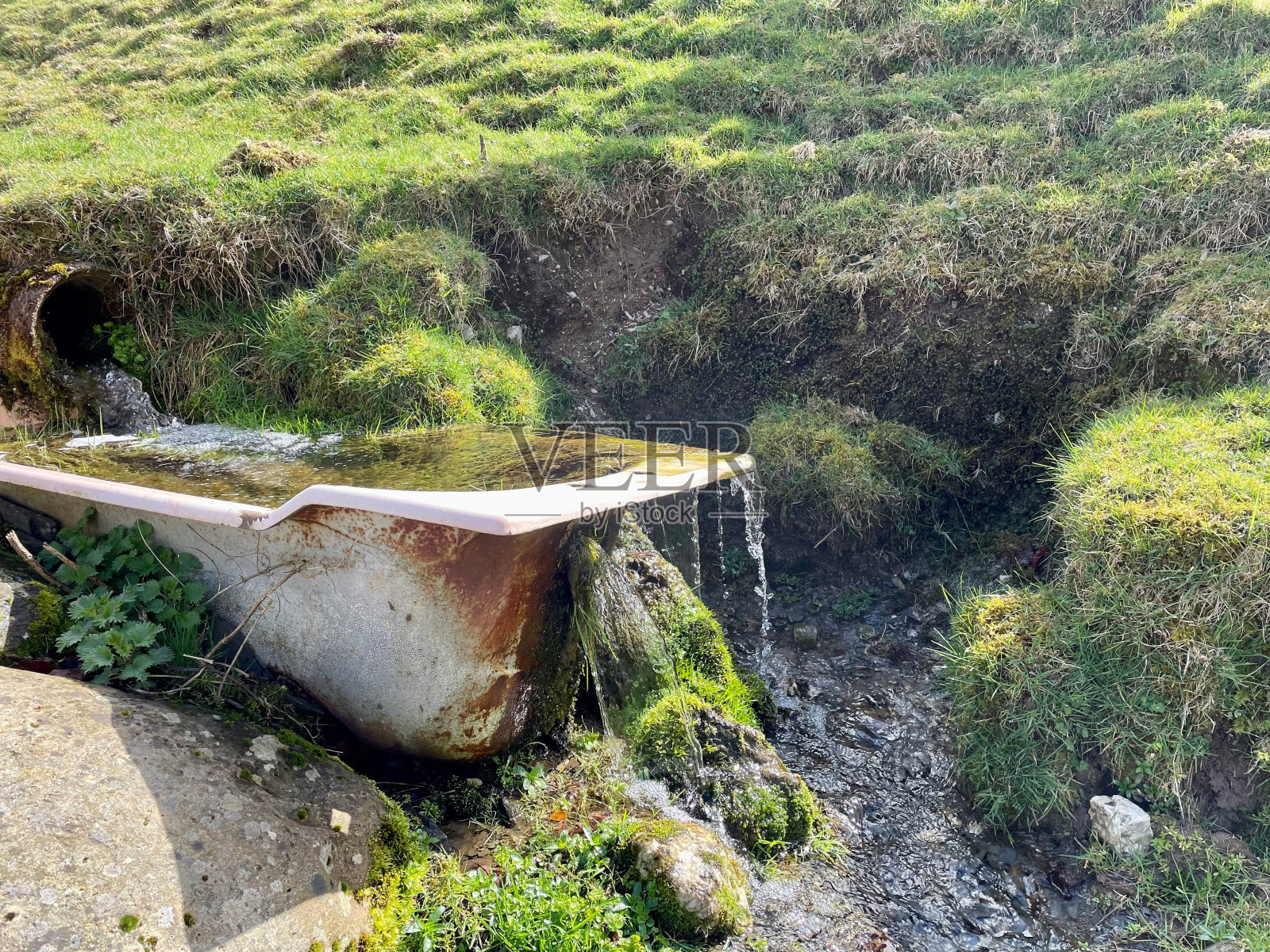 浴缸里长满了植物,滴水不止照片摄影图片