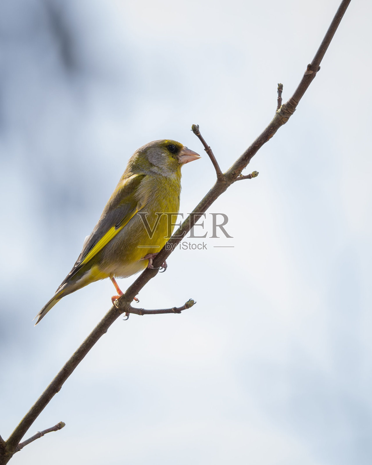 美丽的欧洲绿翅雀栖息在树枝上照片摄影图片