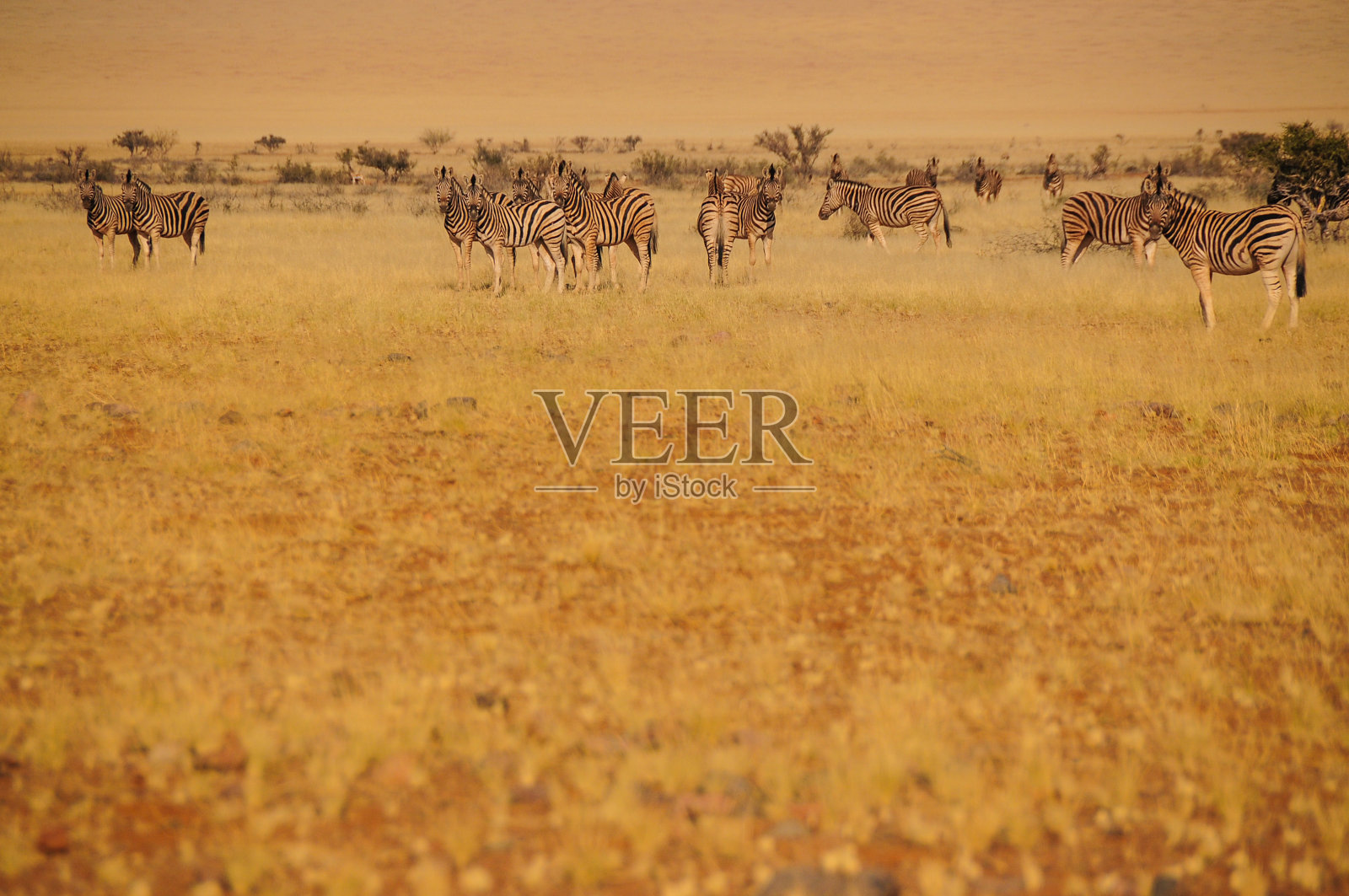 大草原上的斑马照片摄影图片