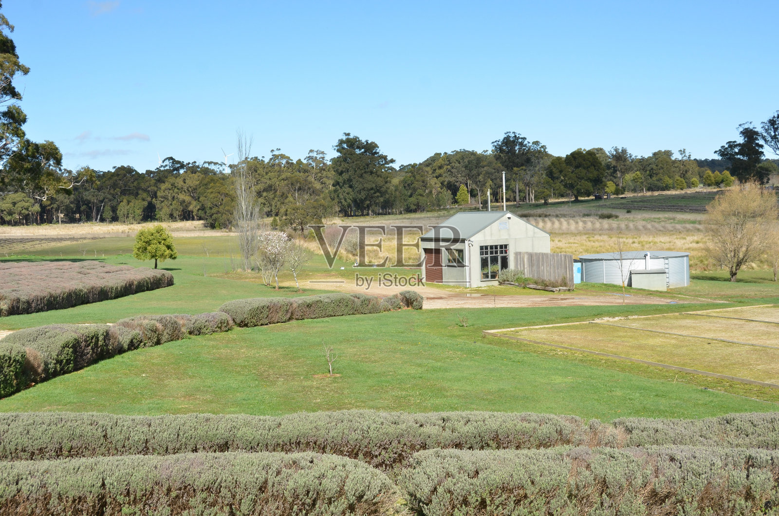 薰衣草农场照片摄影图片