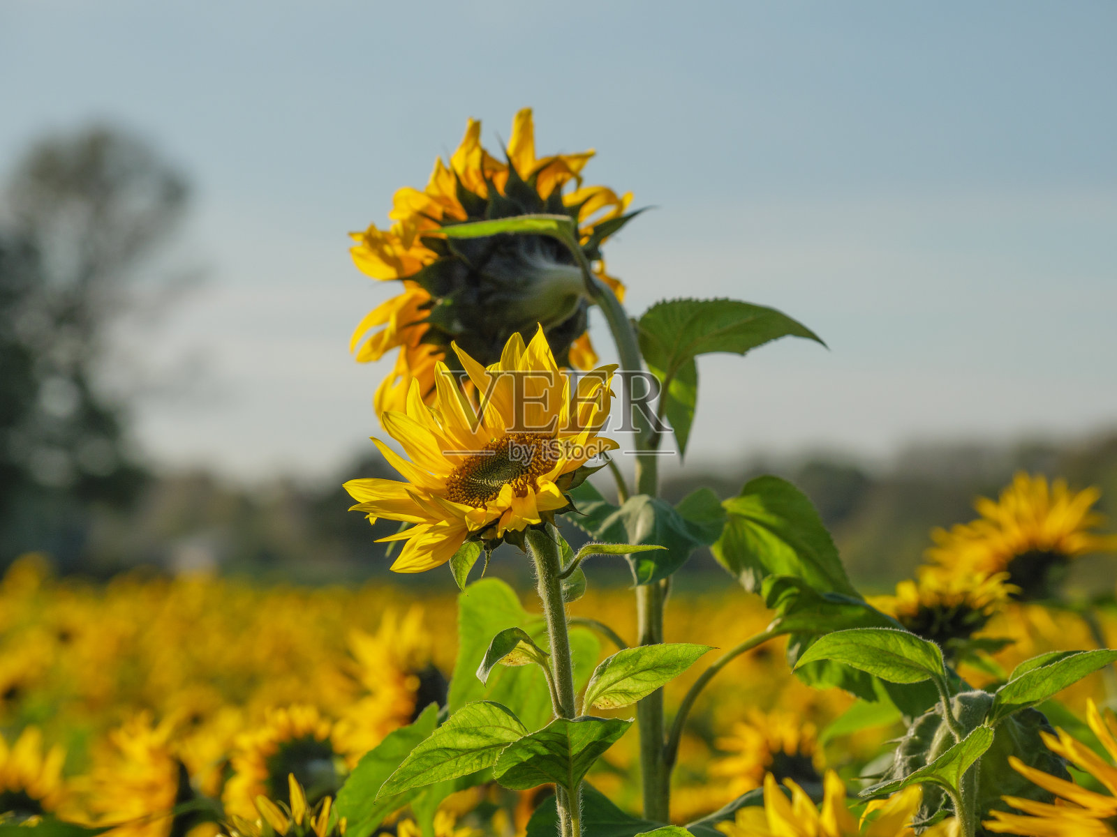 夏末,德国田野上的许多向日葵照片摄影图片
