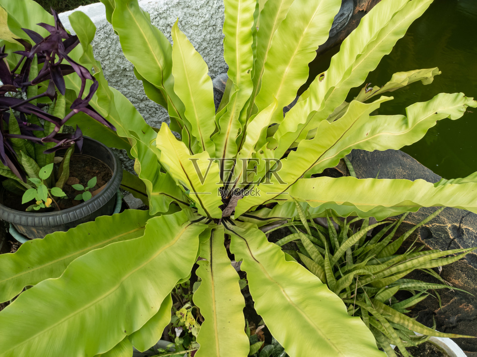 观赏植物天门冬观照片摄影图片