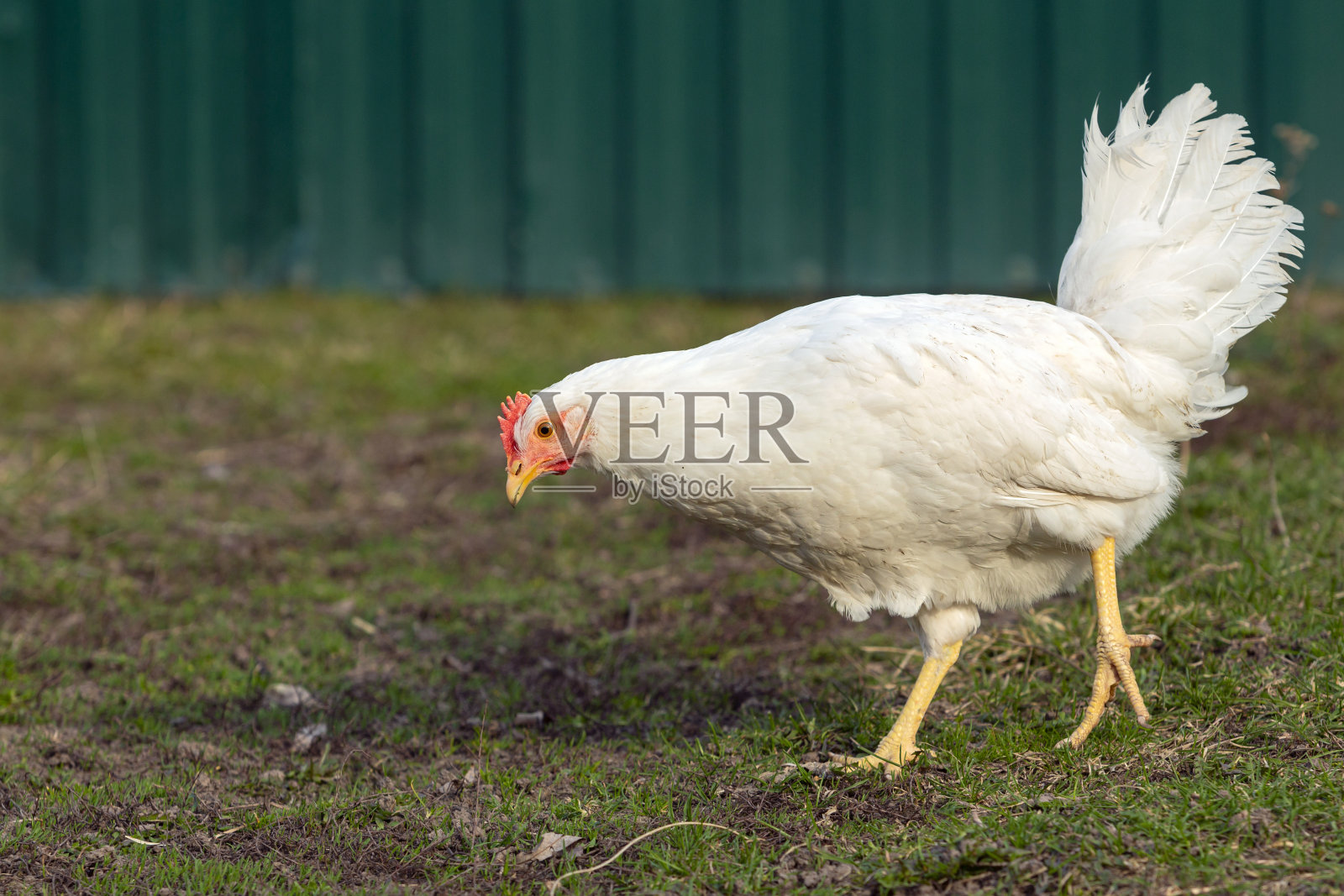 草地背景上的白鸡特写。照片摄影图片