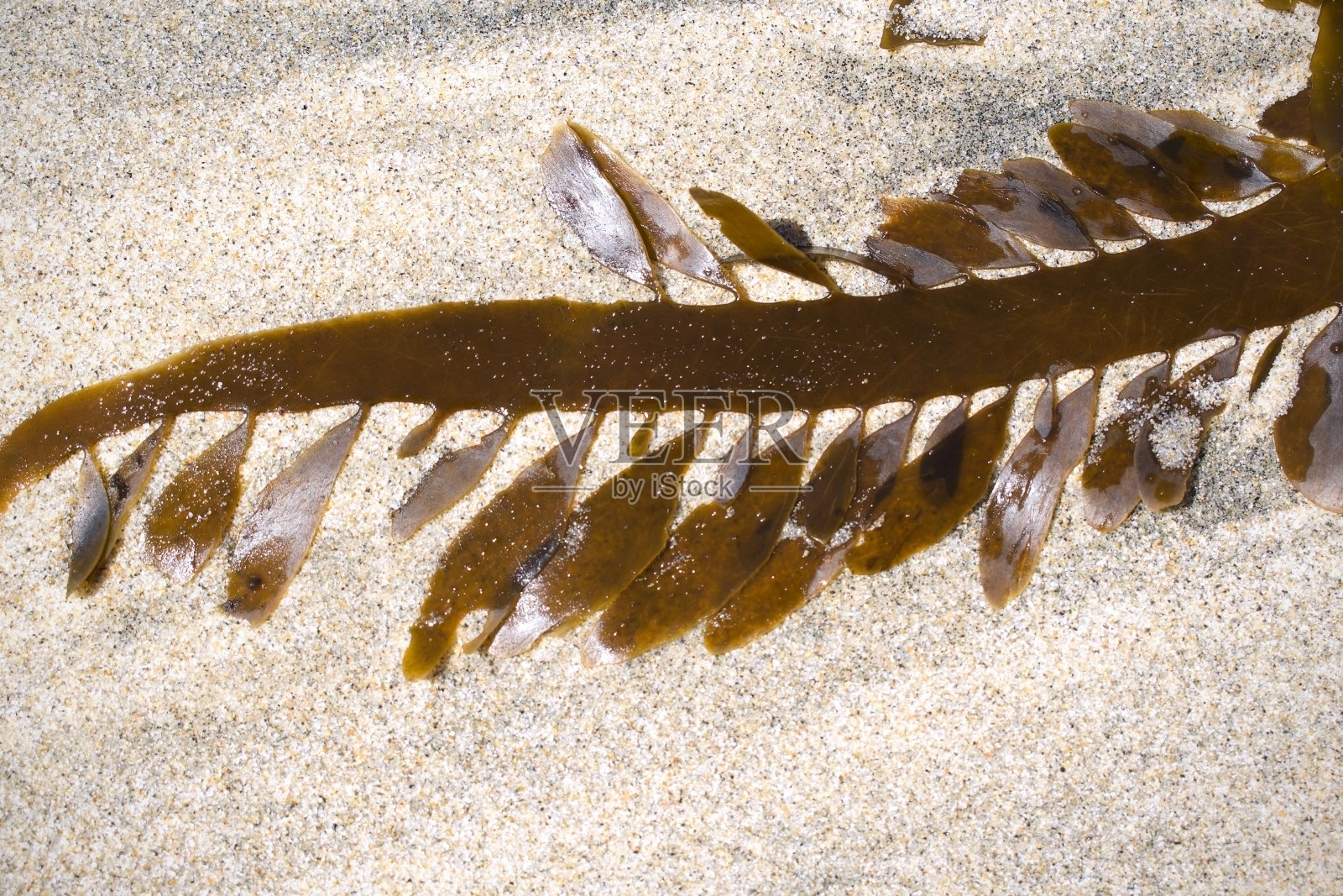 环境海洋海滩海洋纹理特写湿羽海带白鹭门齐海藻图案照片摄影图片