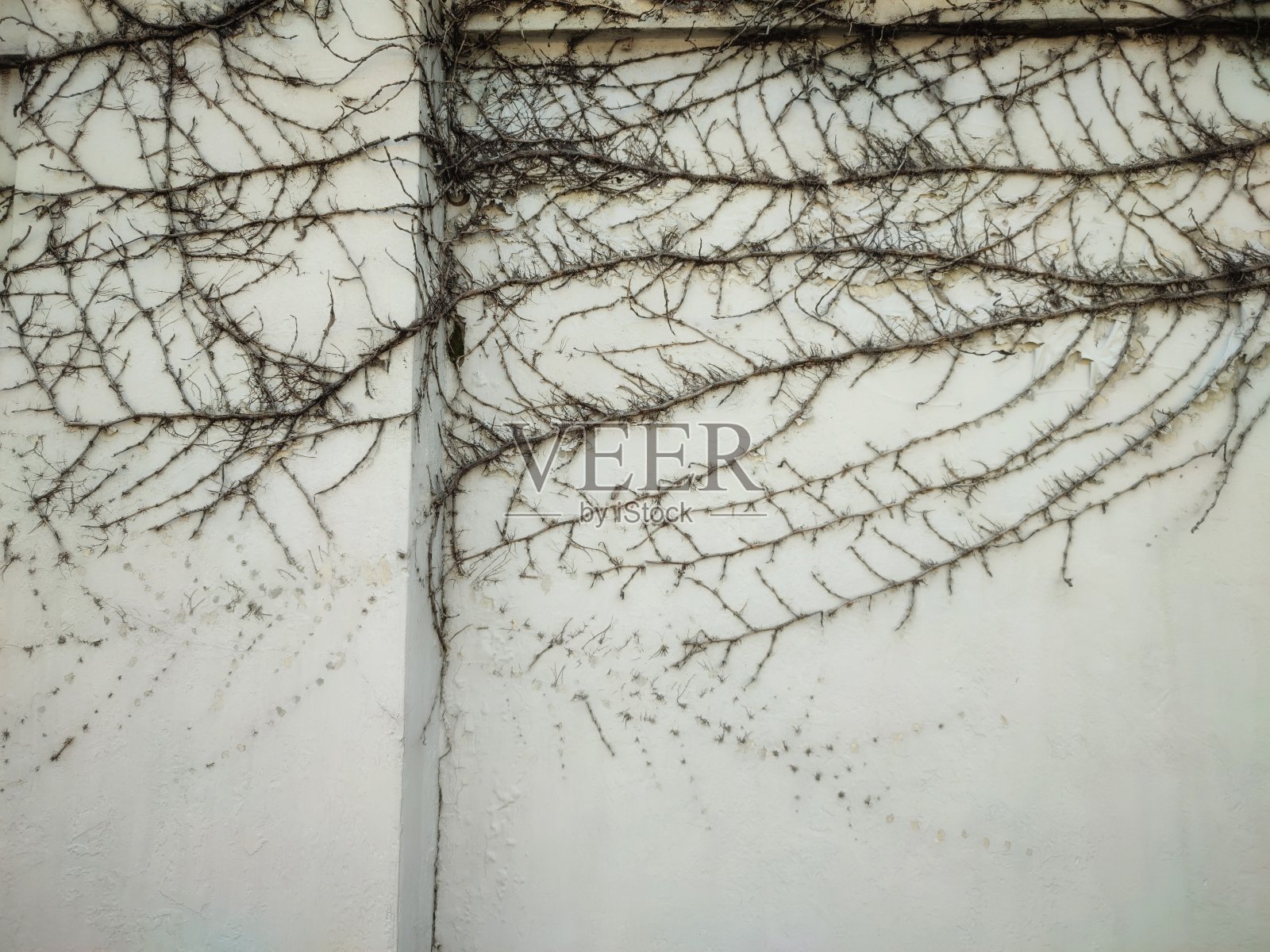 墙上的枯根照片摄影图片