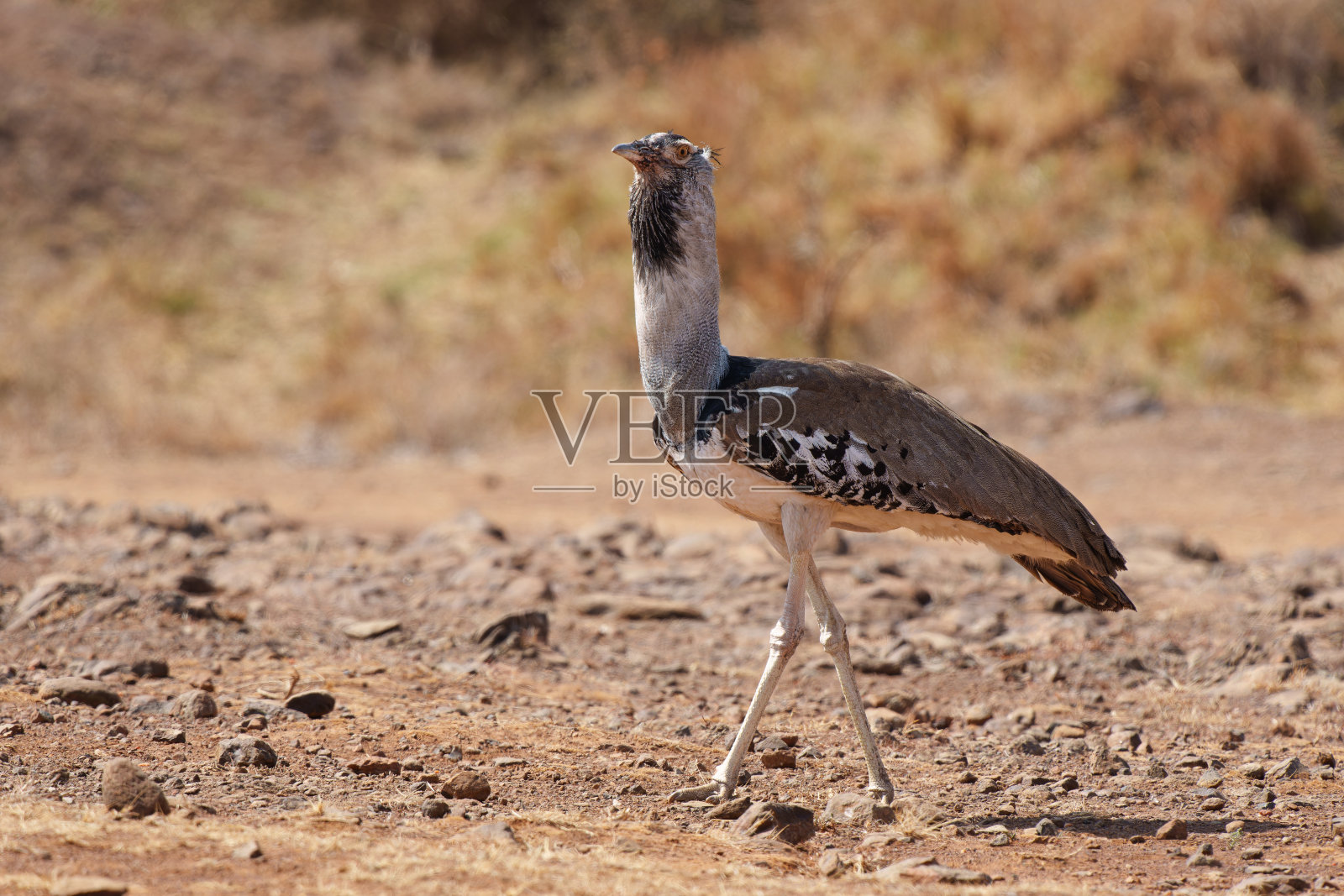 Kori Bustard在内罗毕国家公园报道照片摄影图片