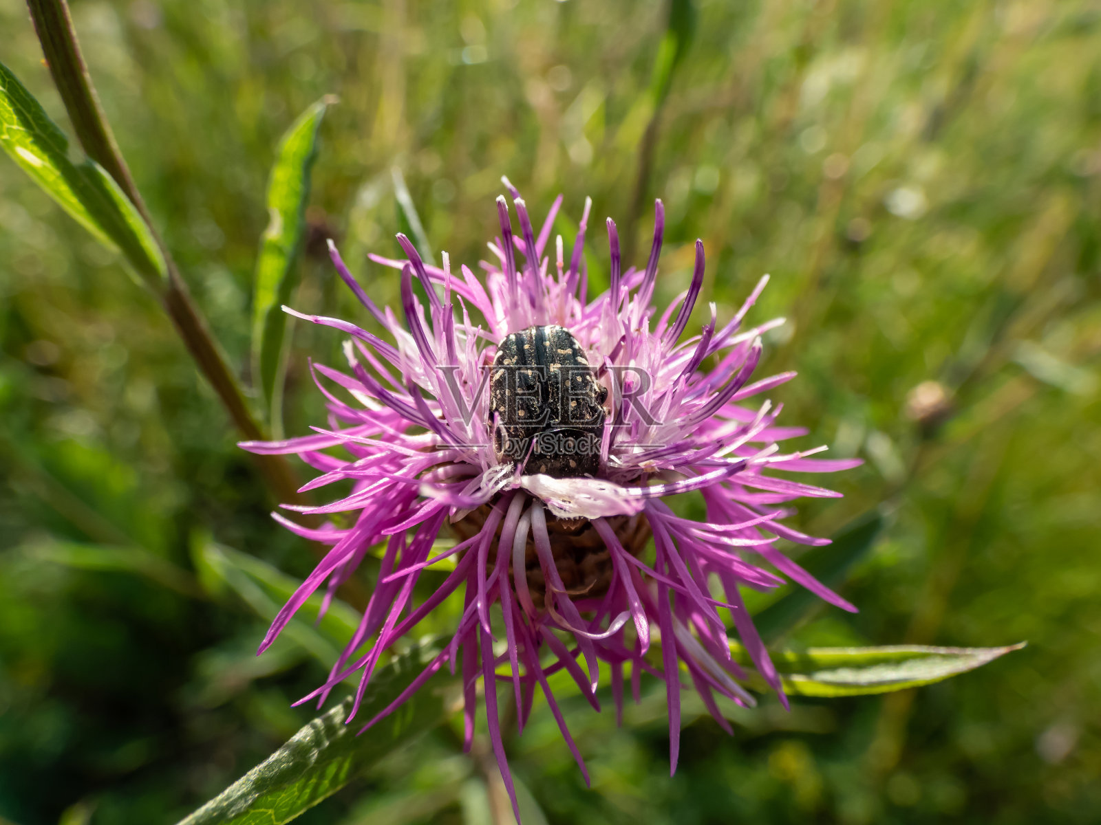 白斑玫瑰甲虫(Oxythyrea funesta)在明亮的阳光下一朵花上。甲虫是黑色的,在两行纵向上有六个白色斑点,上面覆盖着白色的短柔毛照片摄影图片