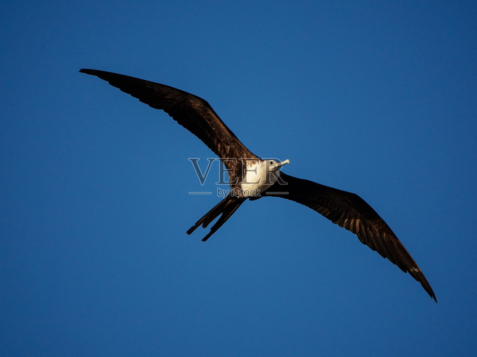 军舰鸟在飞行中靠近照片摄影图片