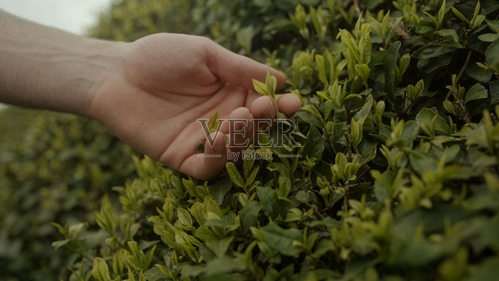 男手在茶园享受小茶叶的特写镜头照片摄影图片