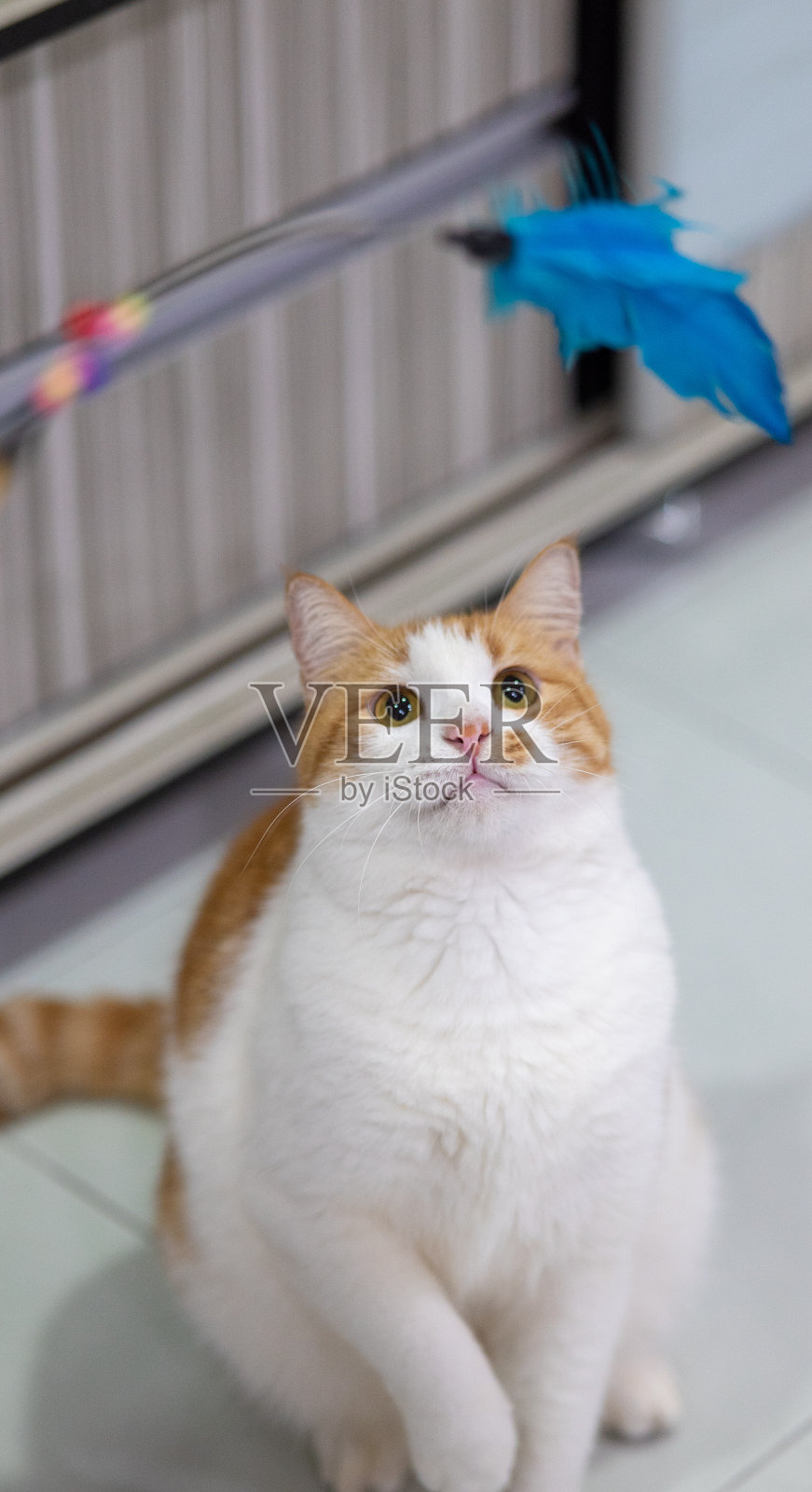 猫玩照片摄影图片