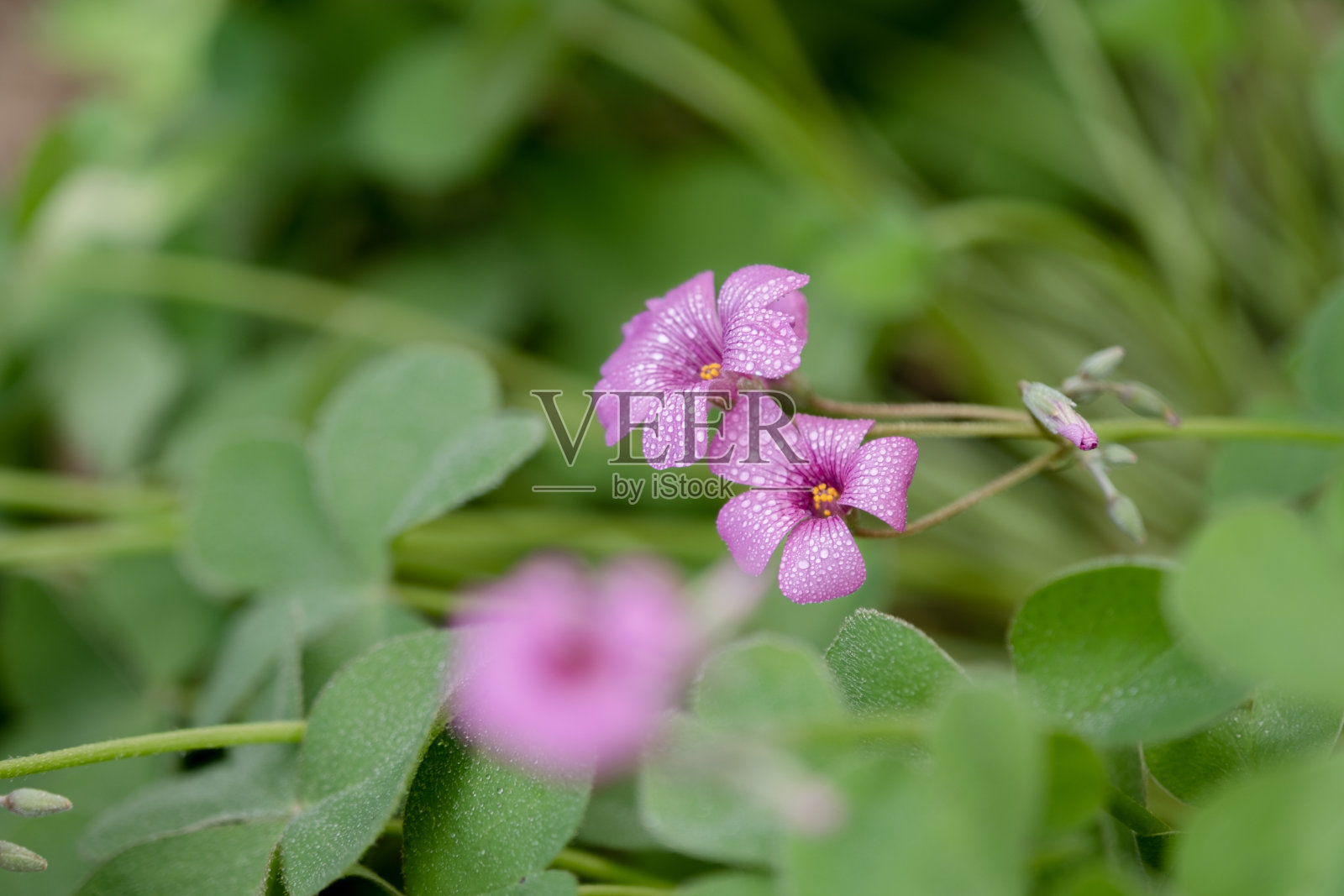盛开的三叶草特写,花瓣上有露珠。照片摄影图片