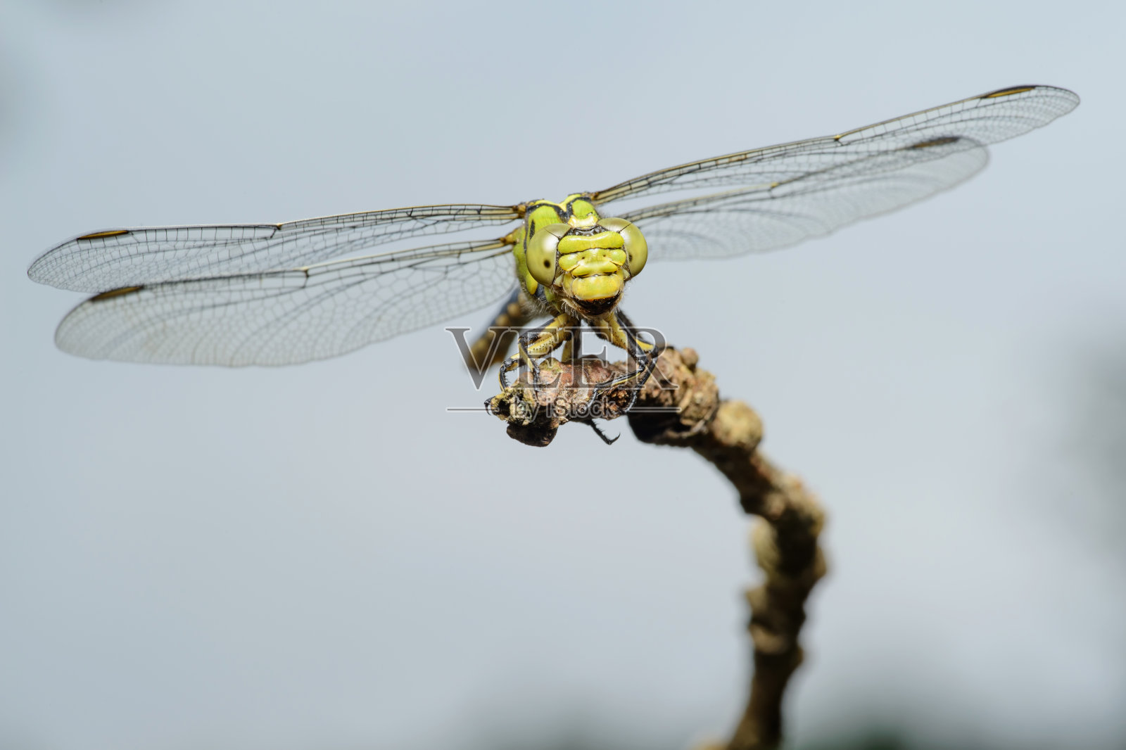 蜻蜓雌性绿蛇尾(Ophiogomphus cecilia)照片摄影图片